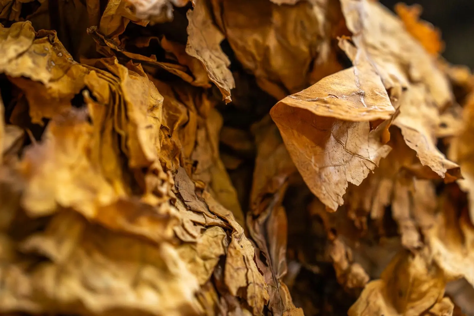 Feuilles de tabac séchées en gros plan, froissées et dorées