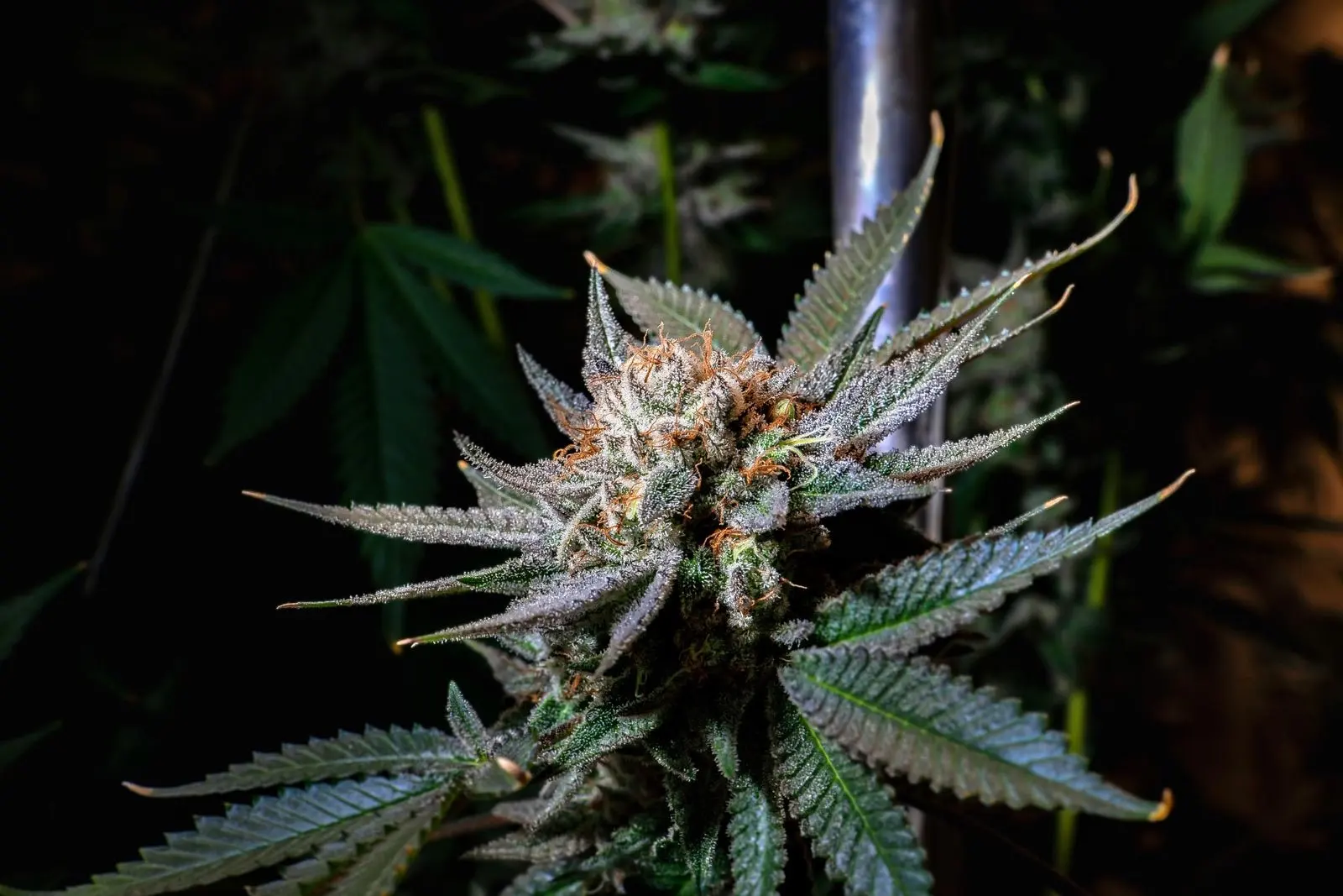 Fleur de cannabis vivante en gros plan, couverte de trichomes et de pistils, sur un plant en culture