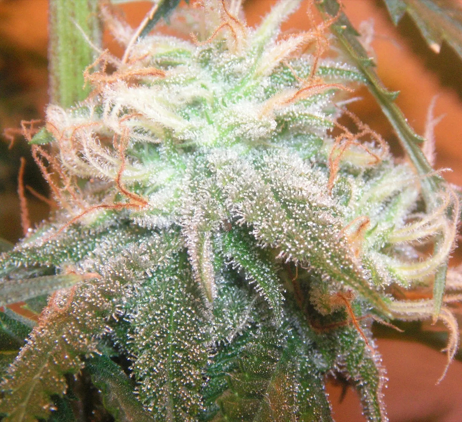 Fleur de cannabis encore sur la plante, en gros plan, couverte de trichomes blancs et de pistils orangés, devant un fond flou orange et brun ; la variété n'est pas identifiée
