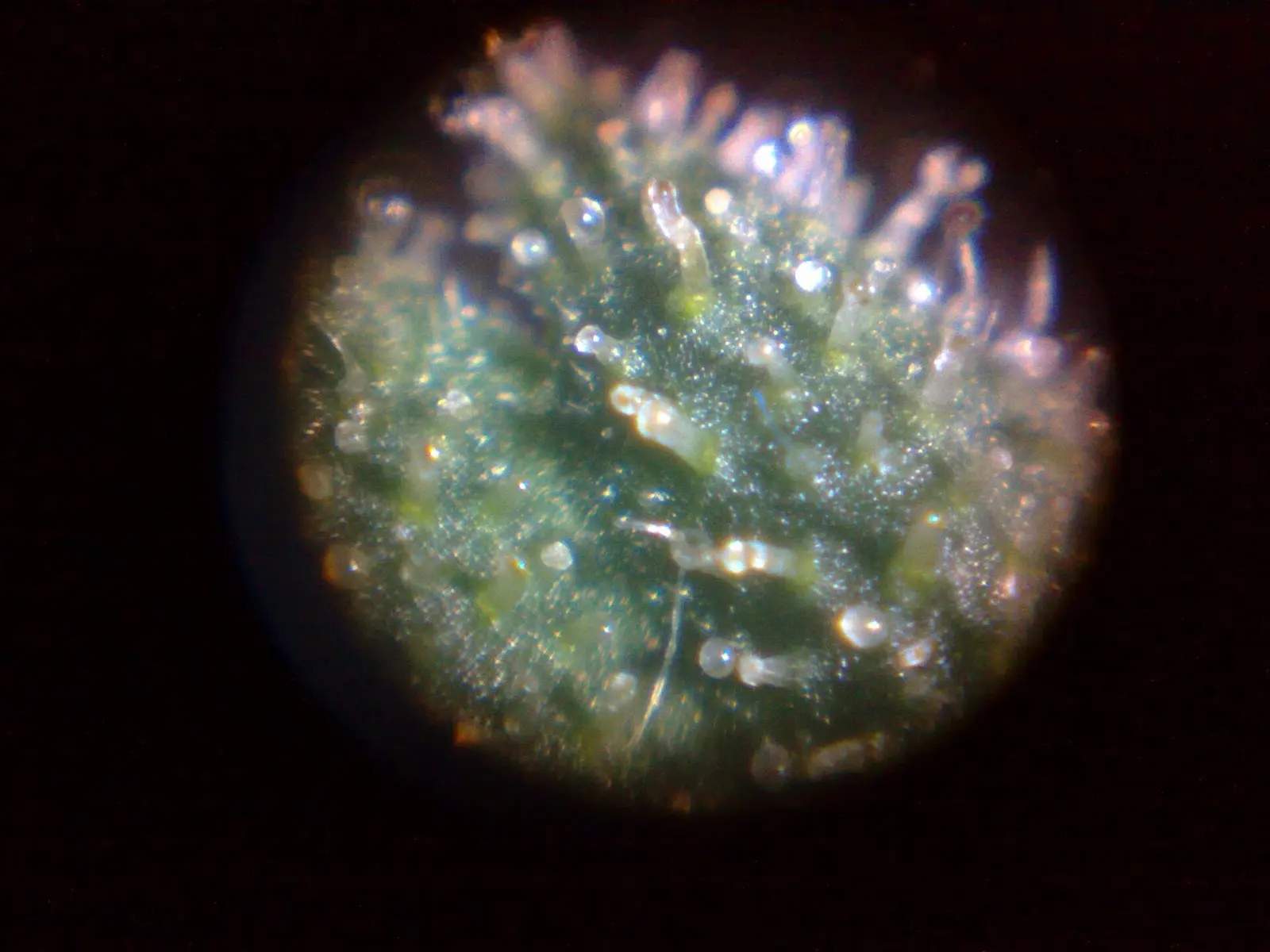 Trichomes à tête ronde et translucide dressés sur une bractée verte, vus au microscope dans un cercle lumineux sur fond noir