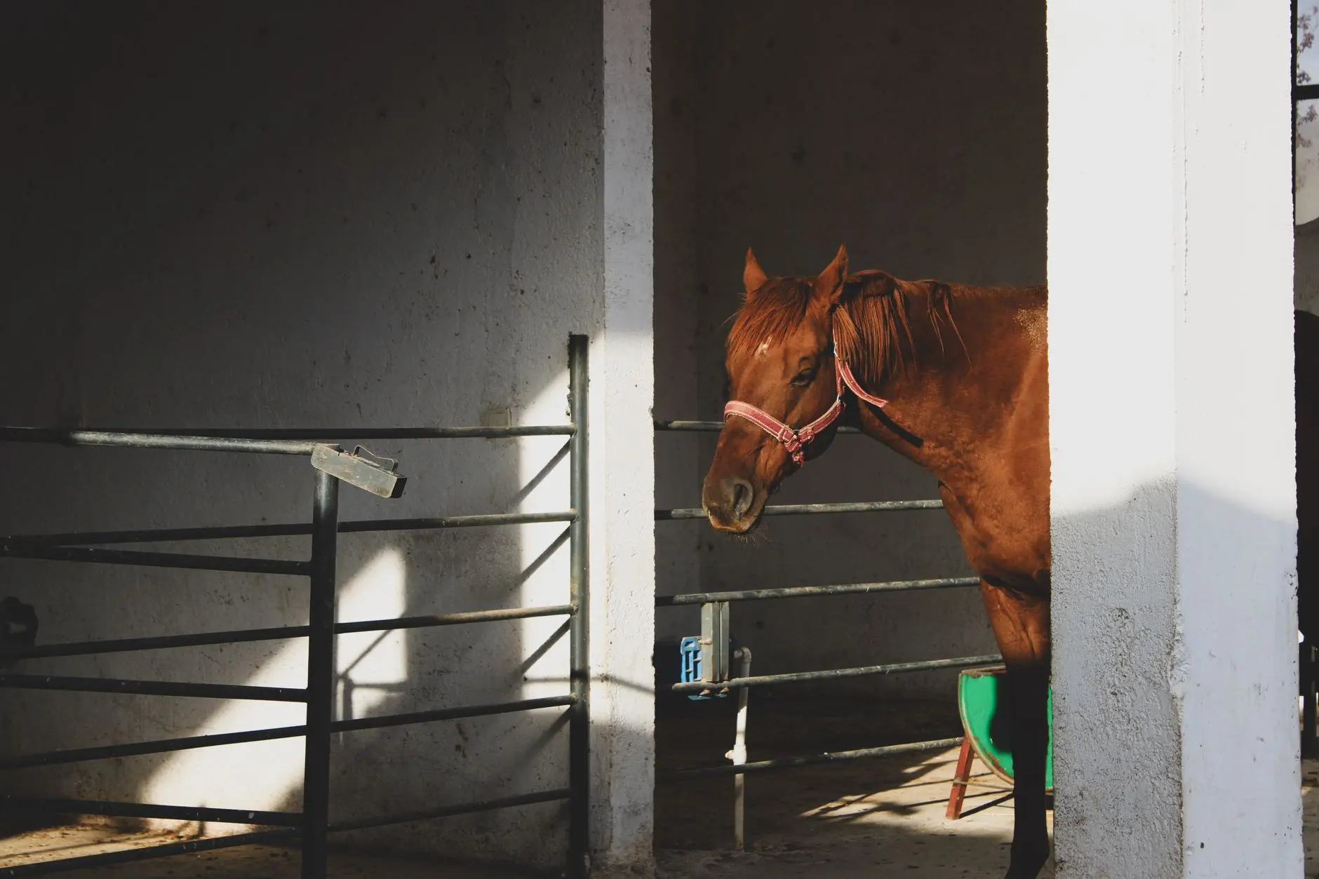 CBD et cheval : usages, prudence et règles en compétition