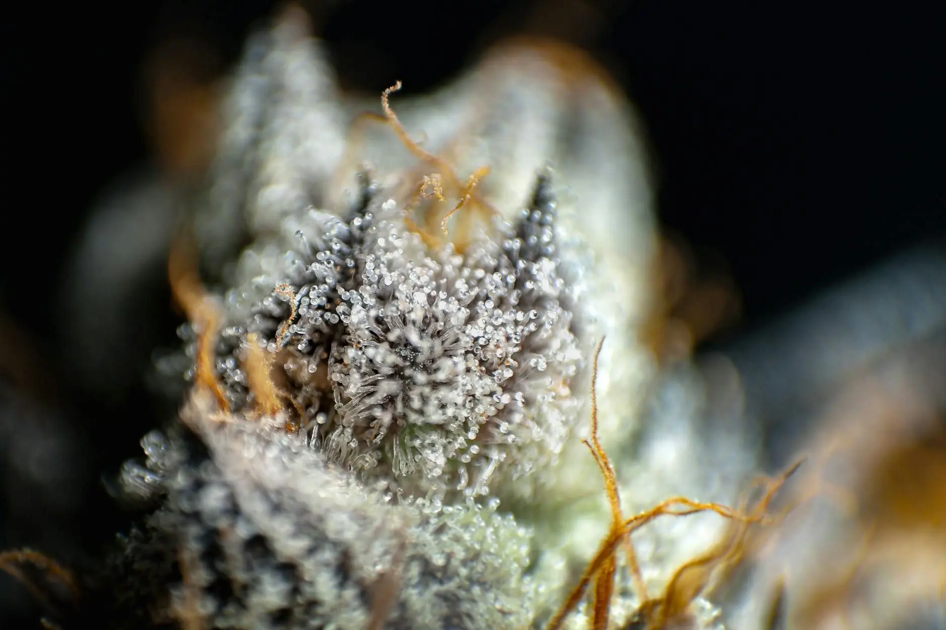 Le CBG (cannabigérol) : présentation de la « molécule mère »