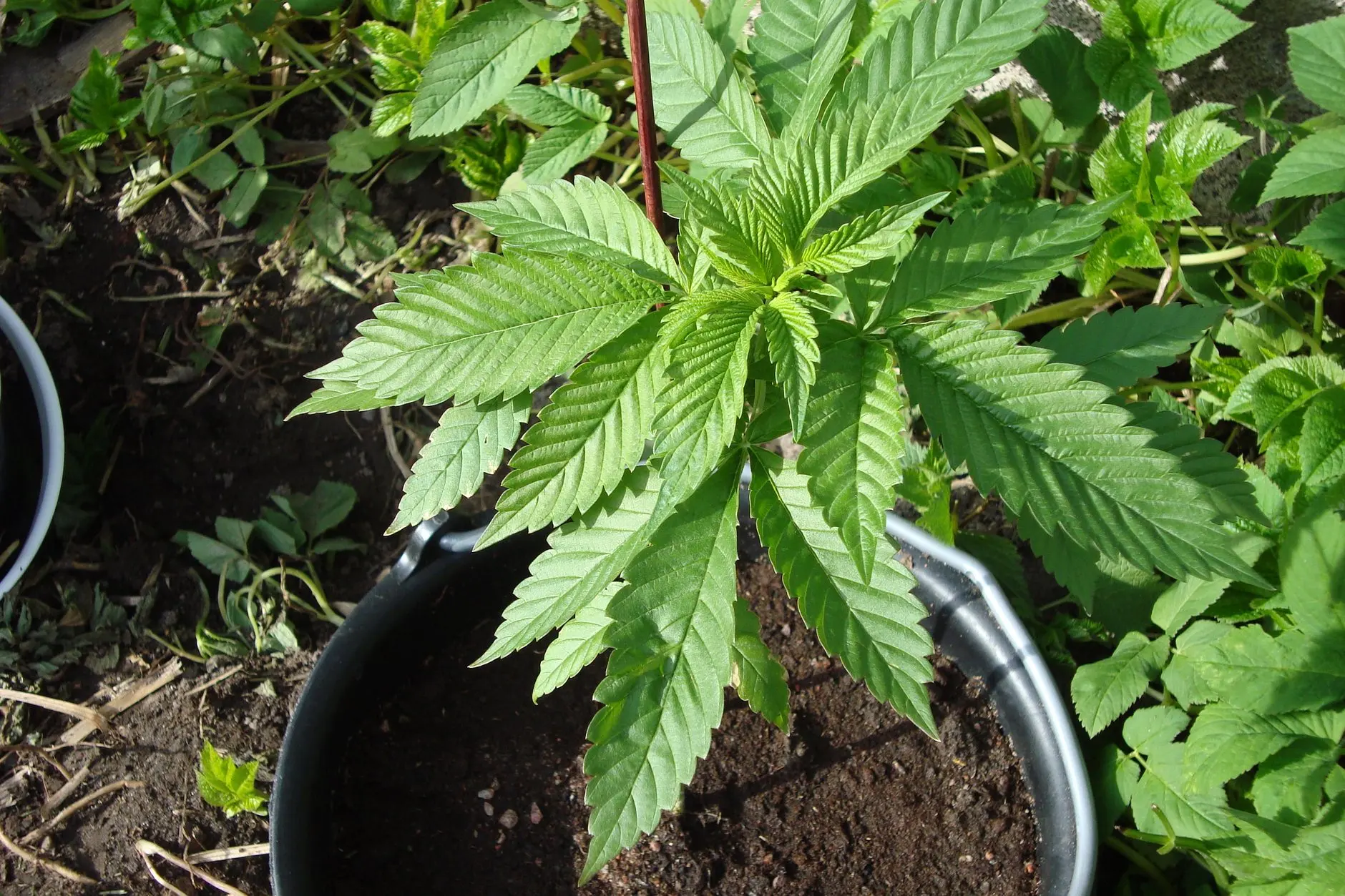 Jeune plant de cannabis Northern Lights aux feuilles larges, cultivé en pot en Finlande en 2009.