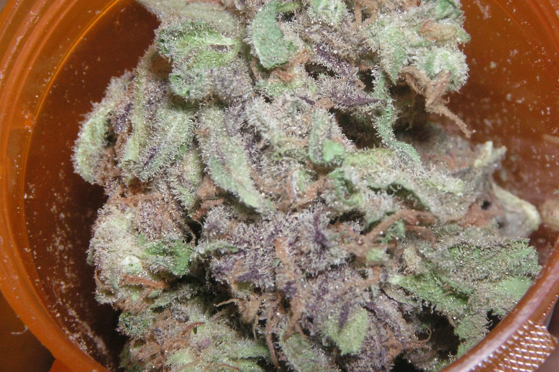 Têtes de cannabis aux reflets violets et aux trichomes blancs, dans un bocal ; photo d'illustration.