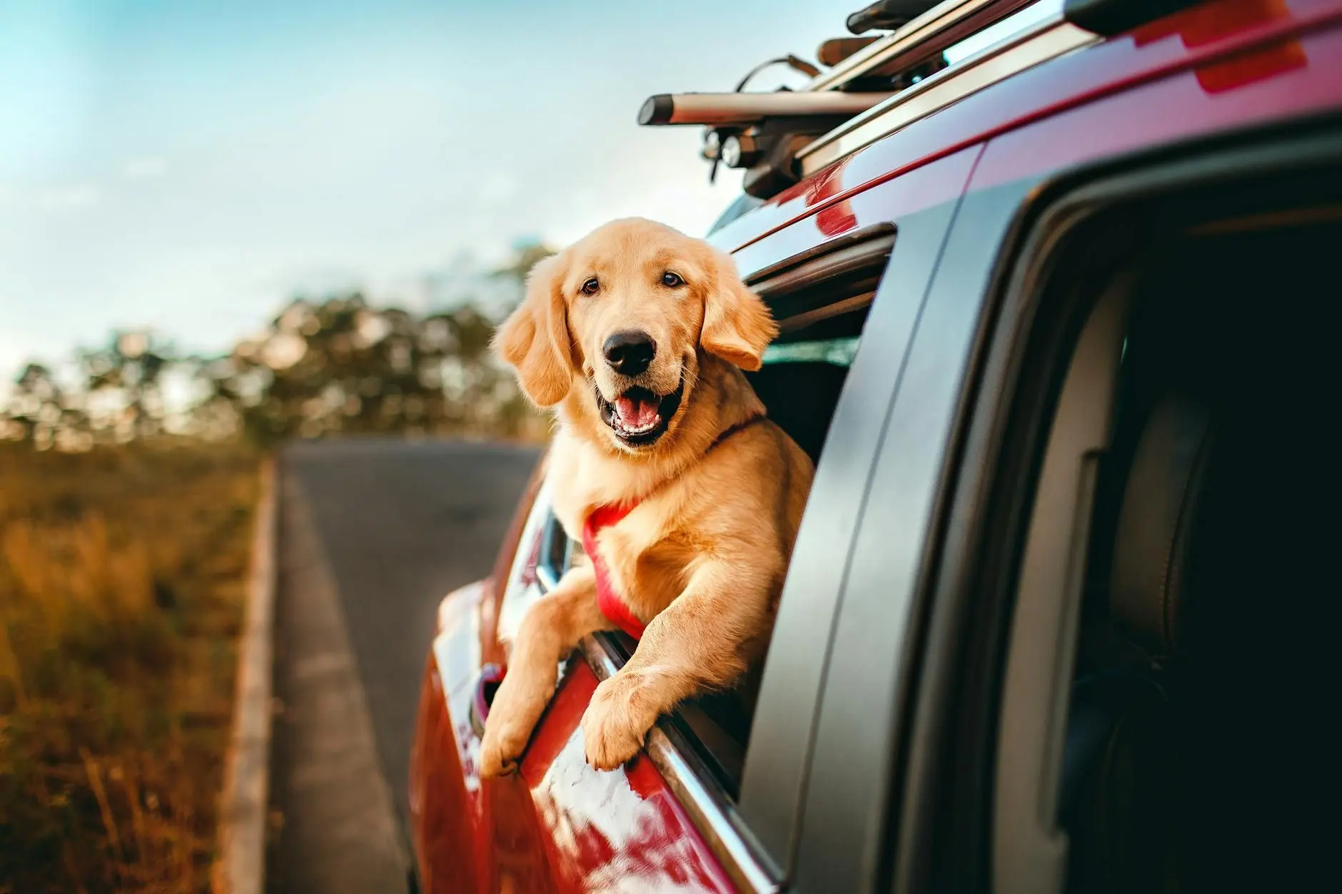 Voyager avec son chien sans stress : le guide pratique