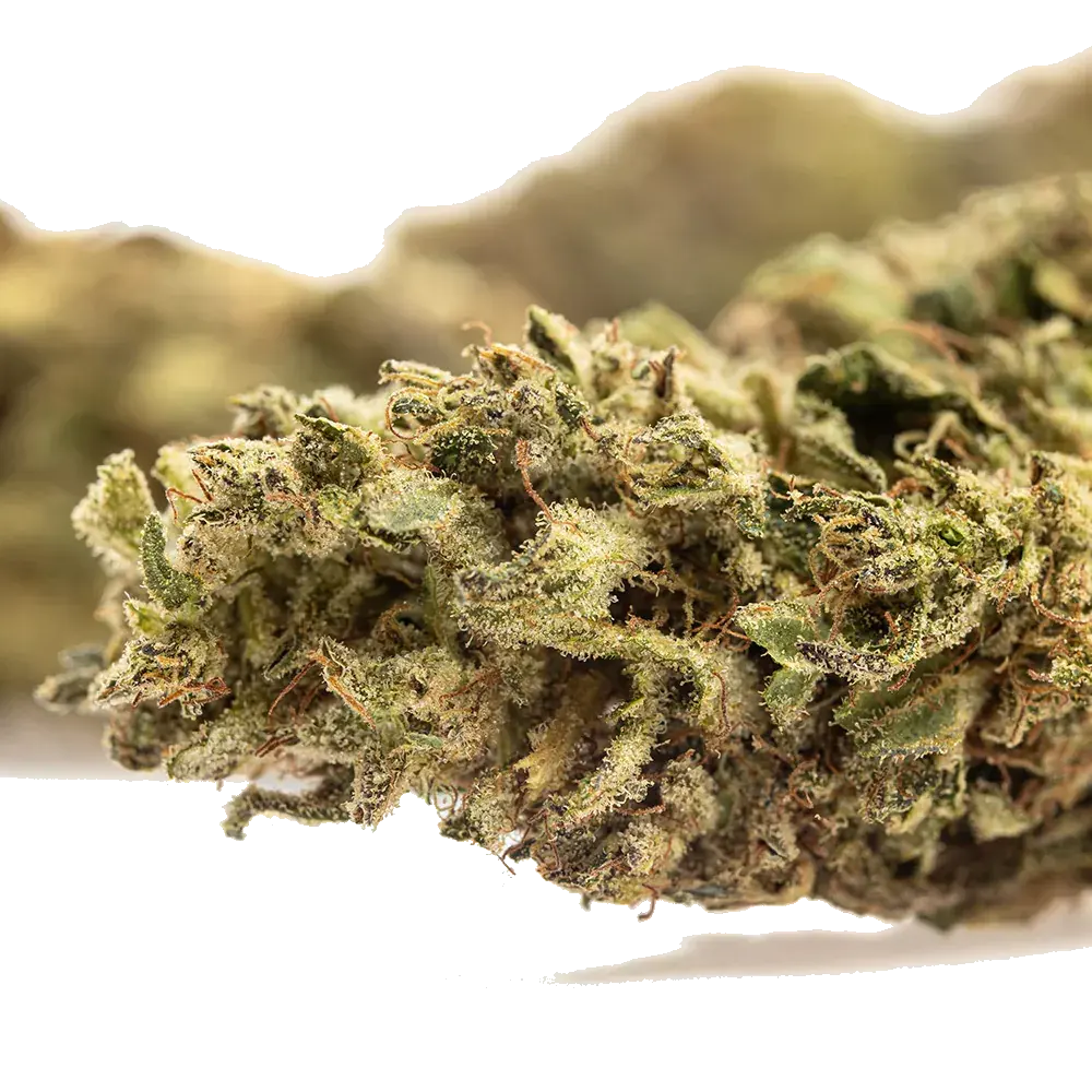 Lemon Zest, photo 4