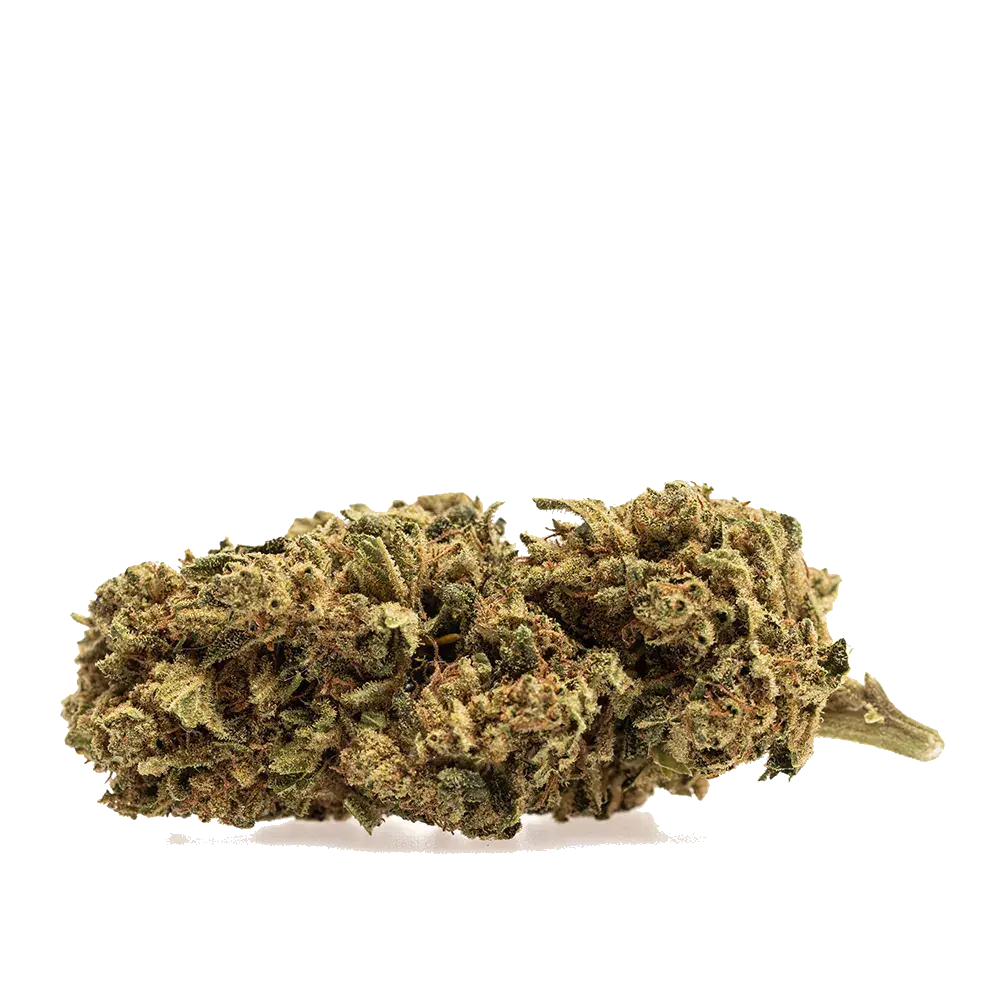 Skunk, photo 2