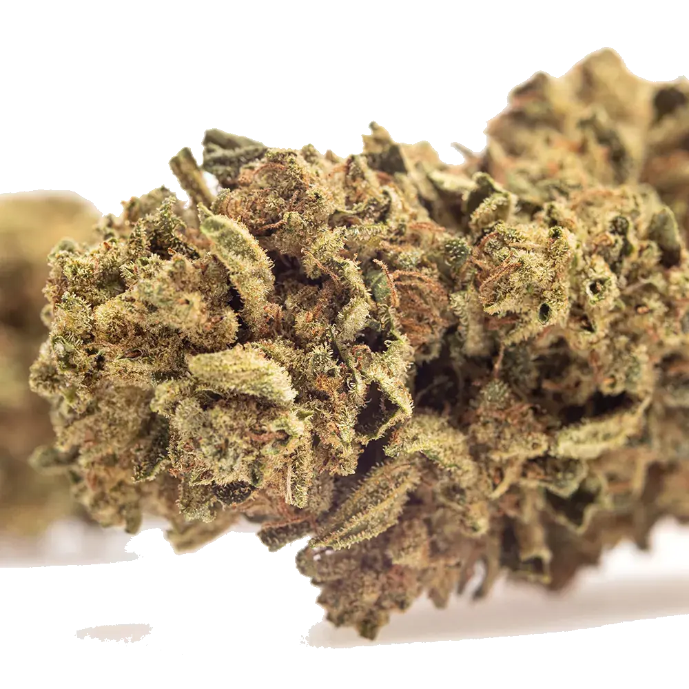 Skunk, photo 4