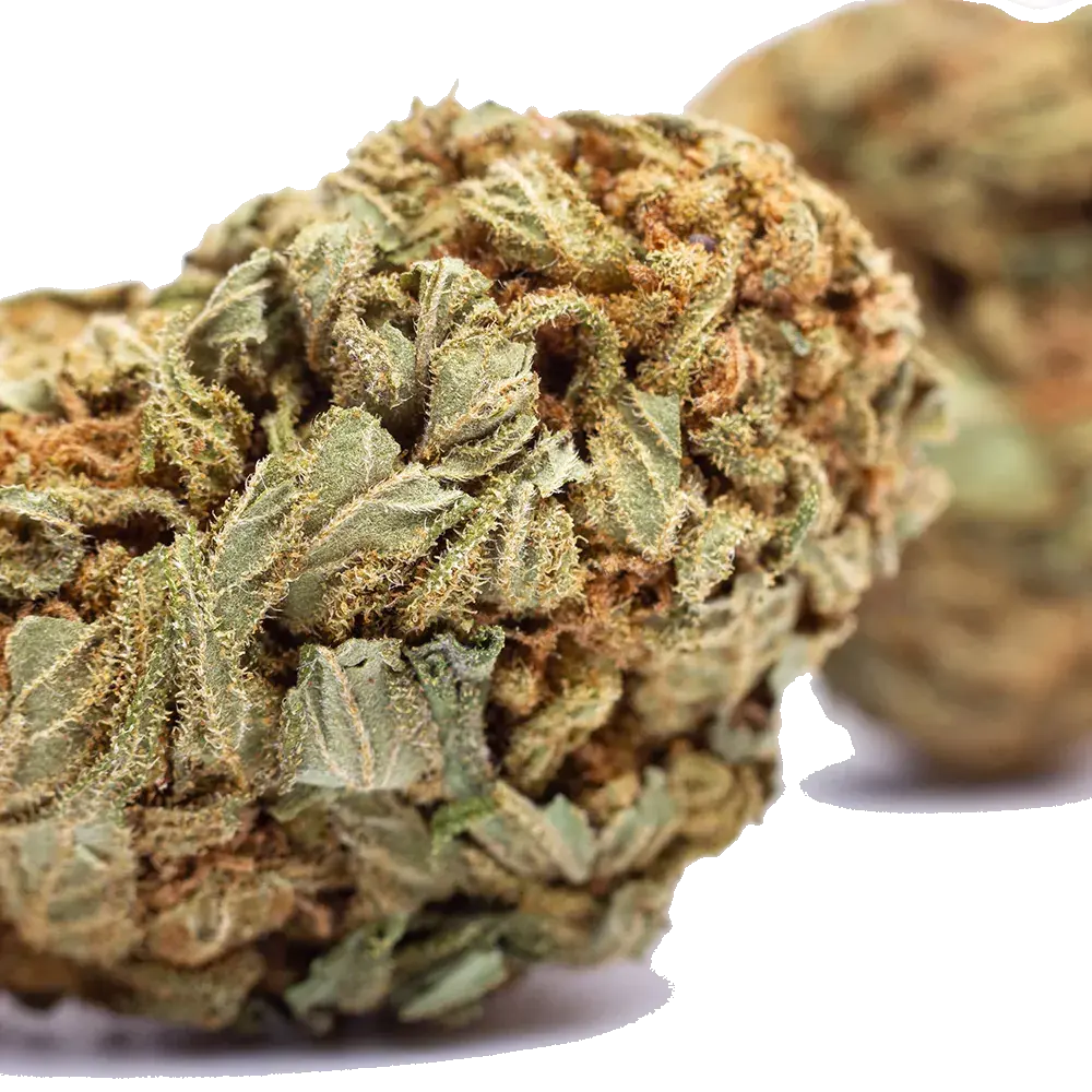 White Widow, photo 4