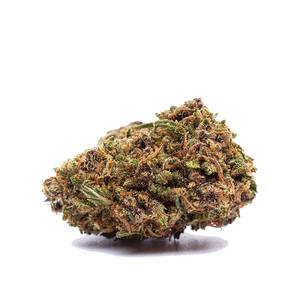 Orange Bud, photo 2