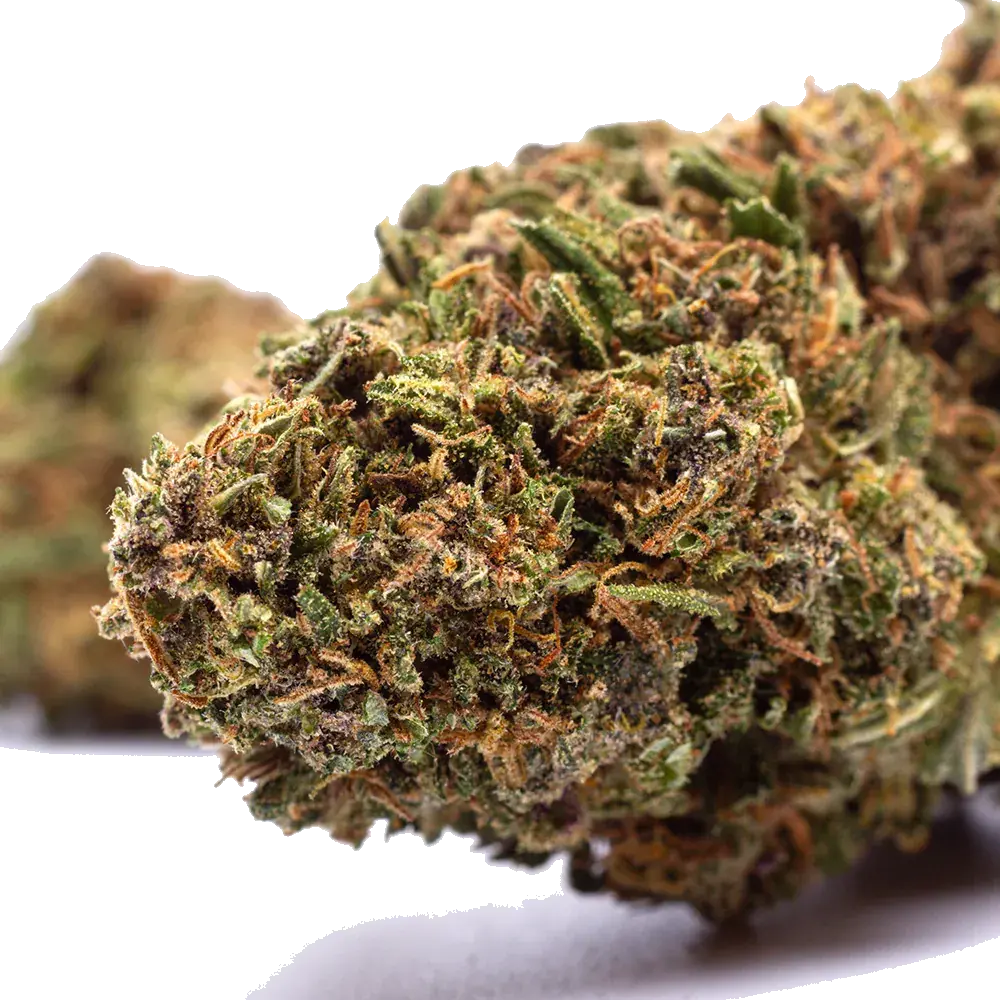 Orange Bud, photo 4