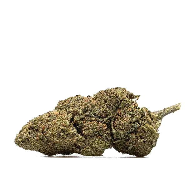 Tête de fleur de CBD Runtz USA aux reflets violets, photographiée sur fond clair.