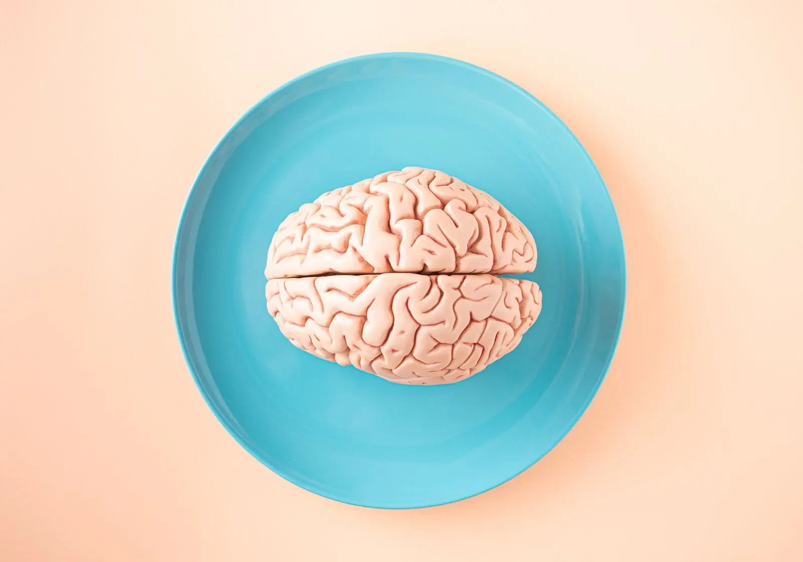 Modèle anatomique de cerveau humain posé sur une assiette bleue, vu du dessus