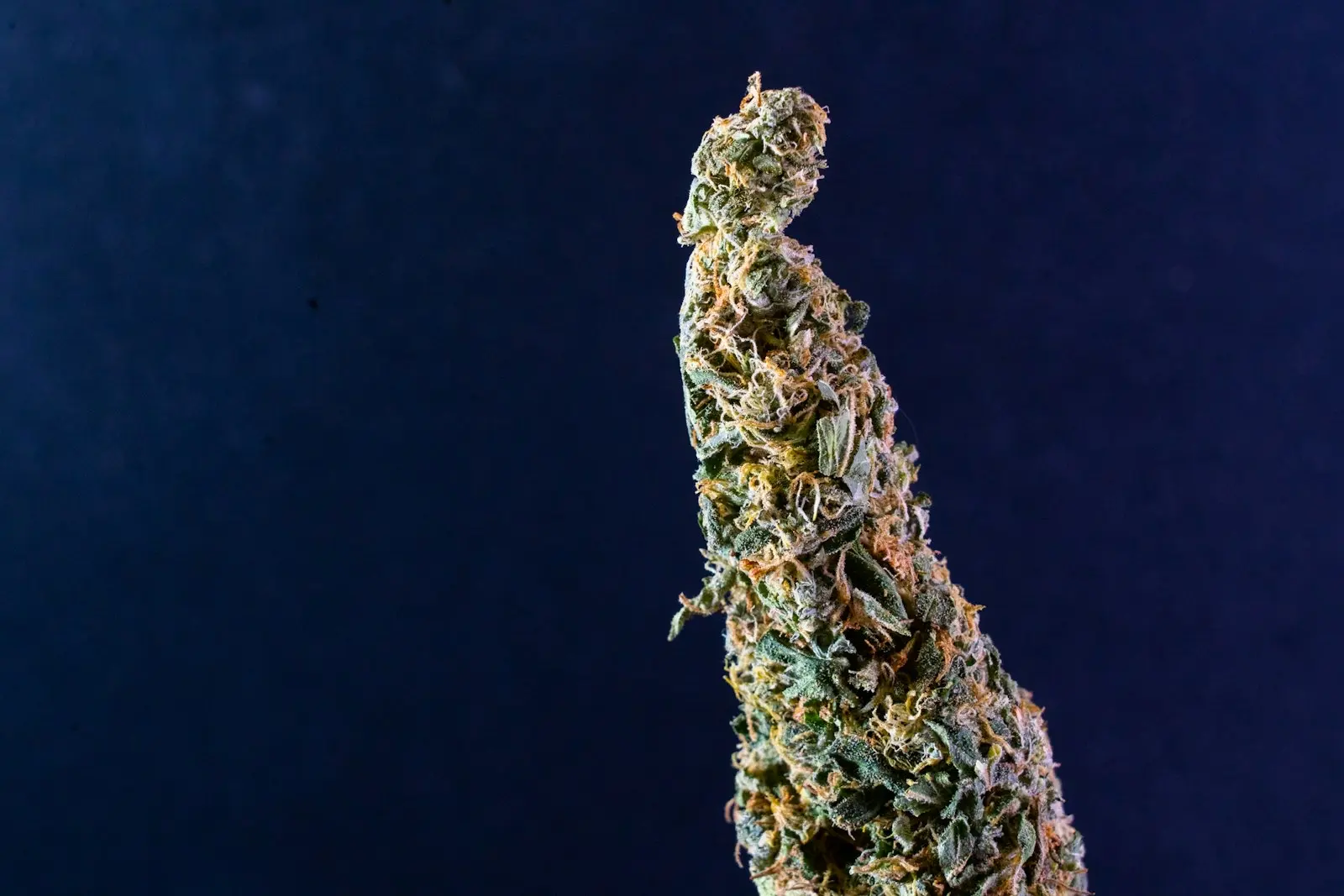 Tête de chanvre séchée en macro sur fond bleu nuit, dressée à la verticale et couverte de pistils orangés et de trichomes, les glandes où la plante fabrique ses cannabinoïdes
