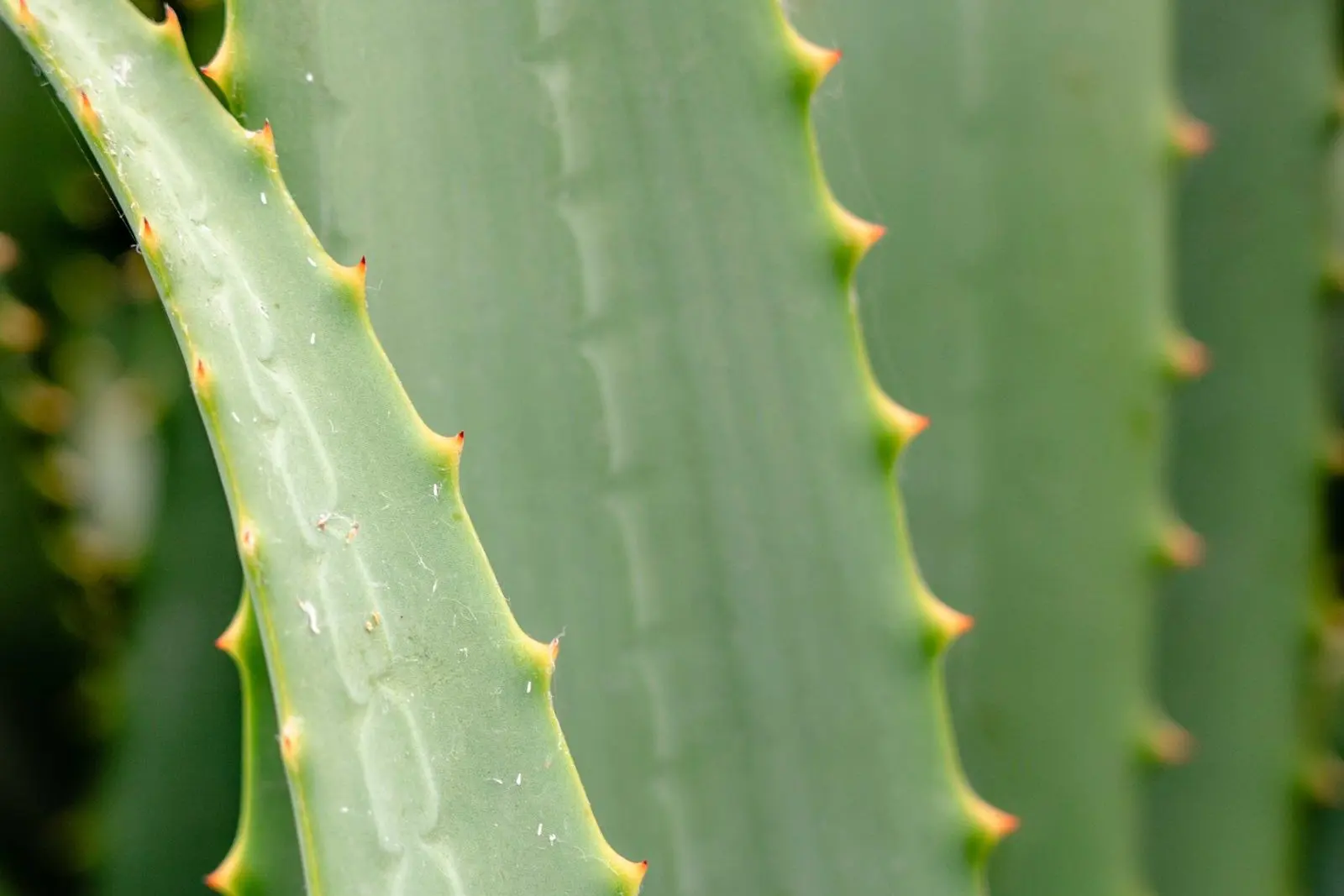 Feuilles charnues d'aloe vera en gros plan, bordées de petites épines, plante souvent utilisée dans les soins après-soleil