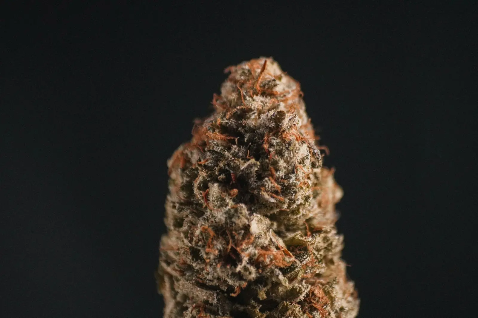 Tête de chanvre séchée en macro sur fond noir, couverte de trichomes