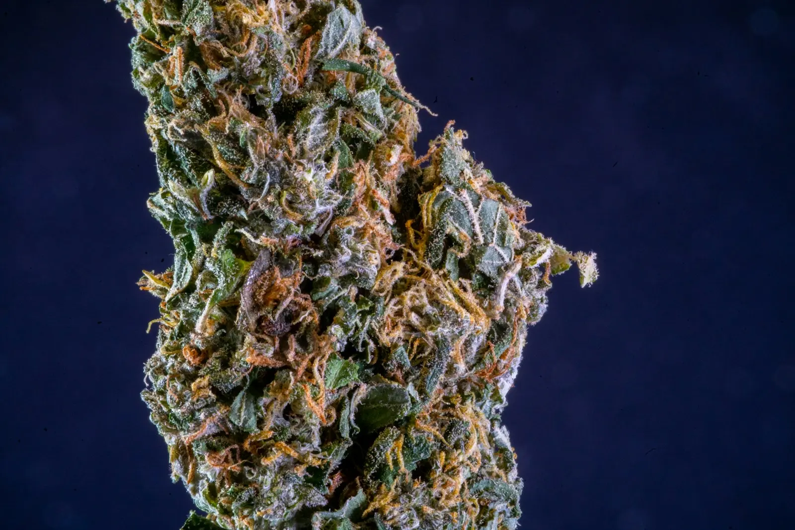 Tête de chanvre séchée en macro sur fond bleu nuit, couverte de pistils orange et de trichomes