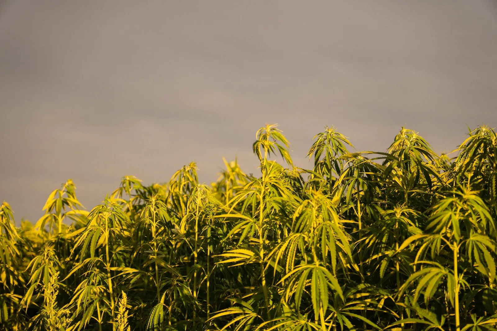 Jeunes plants de chanvre dans un champ en fin de journée, sous un ciel gris