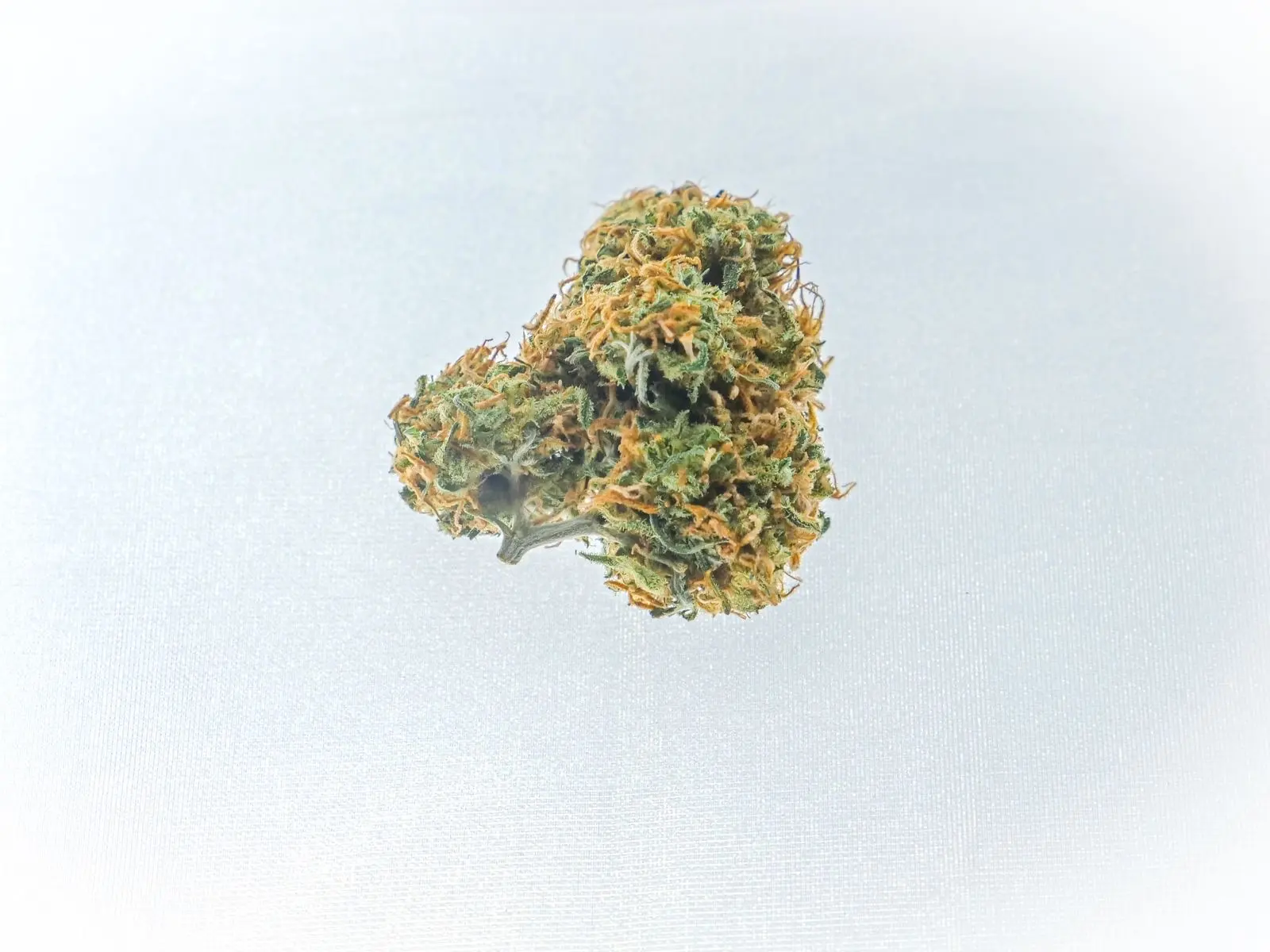 Tête de chanvre séchée aux pistils orangés, posée sur un fond blanc