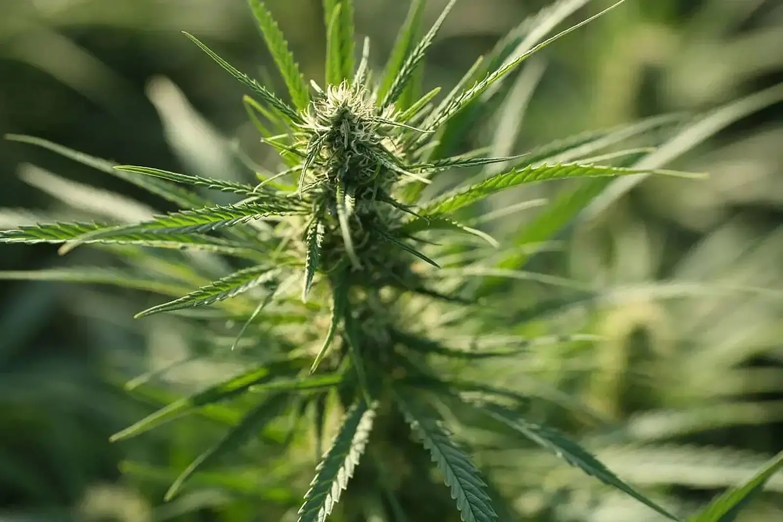 Sommité de chanvre en fleur sur la plante vivante, au stade où les cannabinoïdes sont encore sous forme acide