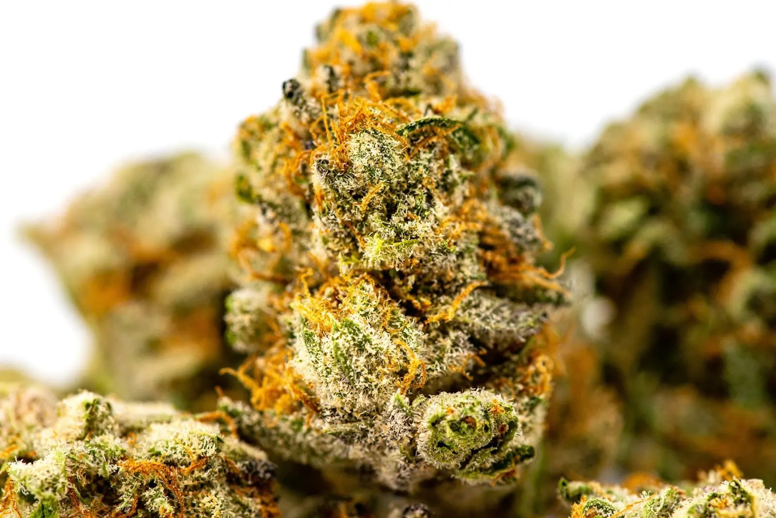 Têtes de chanvre séchées en gros plan, couvertes de trichomes et de pistils orangés