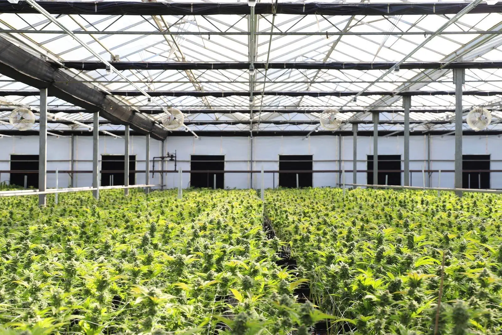 Fleurs de CBD en Italie : le décret de 2025 devant la CJUE