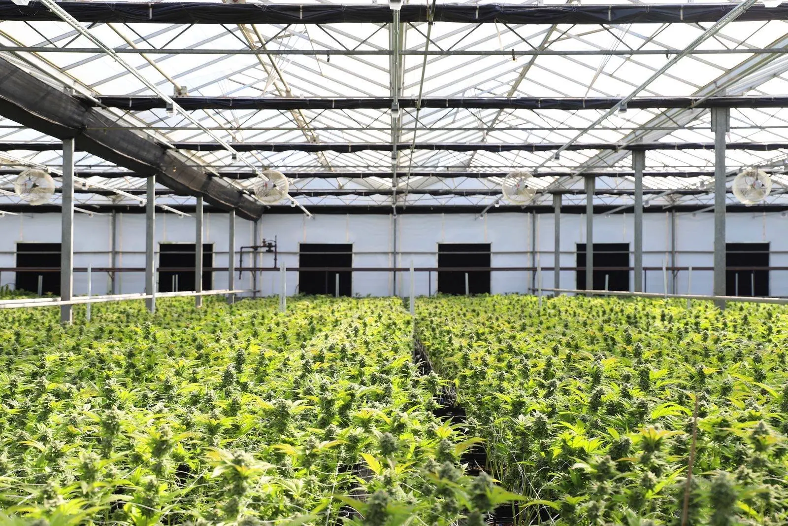 Serre de culture de chanvre en floraison, rangées de plants sous une verrière