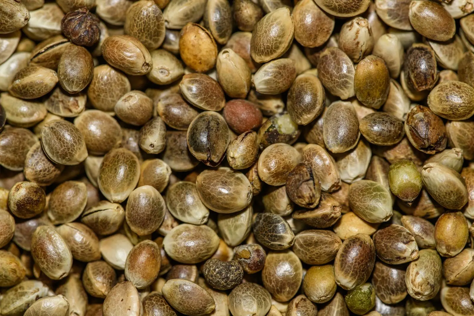 Graines de chanvre en macro, coques brunes et beiges marbrées, serrées les unes contre les autres