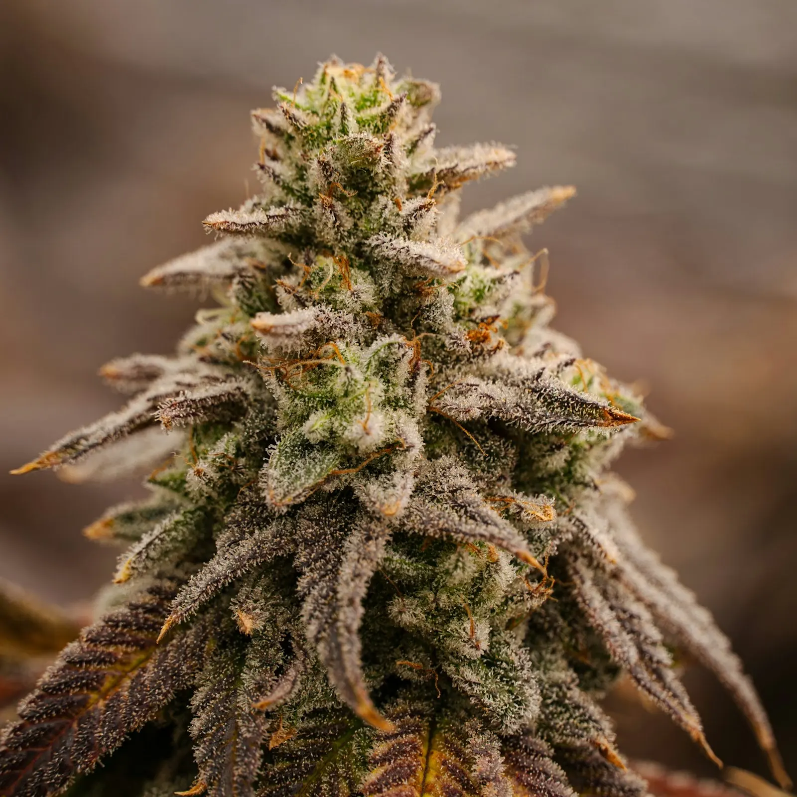 Tête de chanvre en macro couverte de trichomes blancs, les glandes de résine que l'on sépare pour faire un haschisch