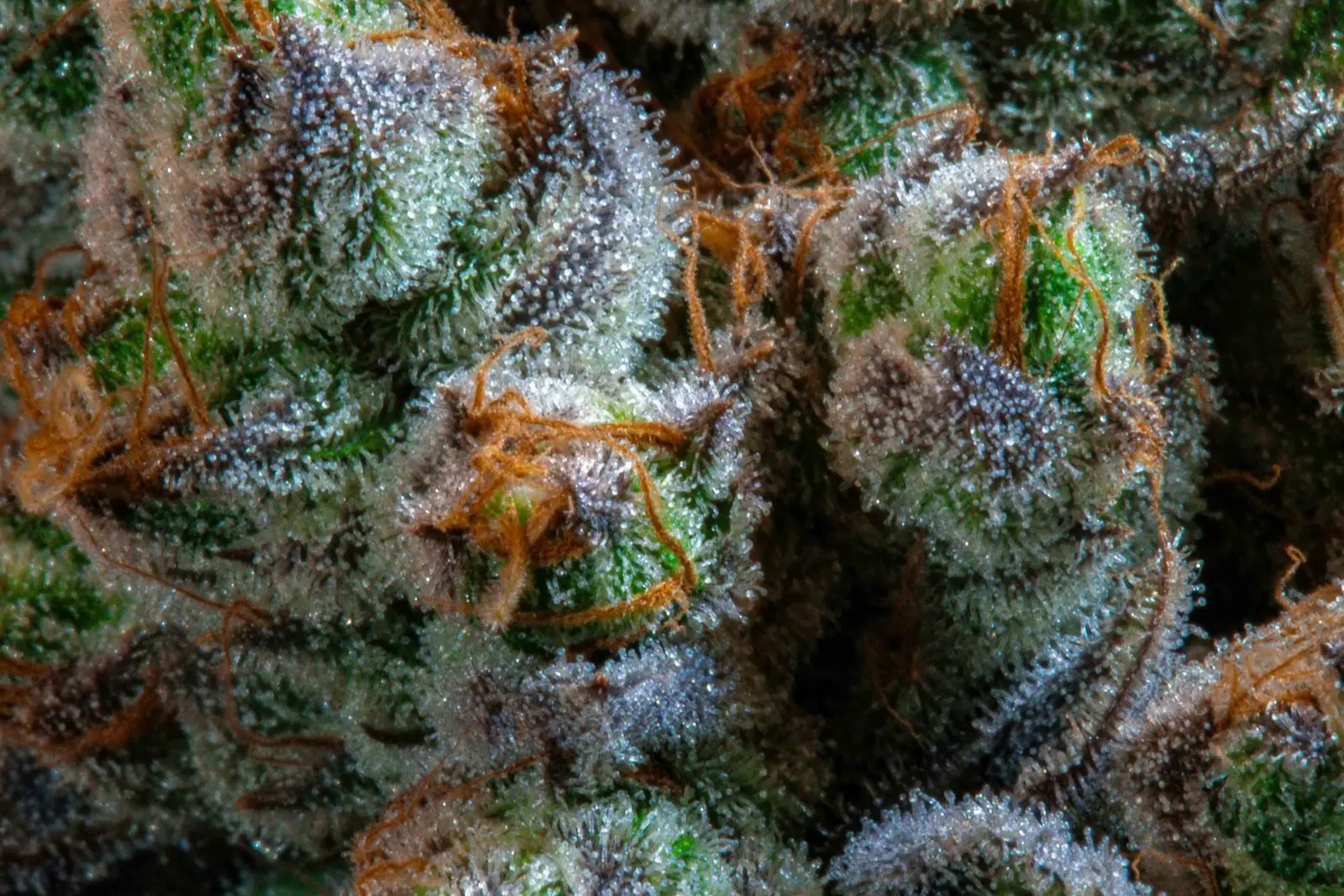 Têtes de cannabis en macro, couvertes de trichomes givrés et de pistils orangés, les glandes que le tamisage détache pour faire la résine