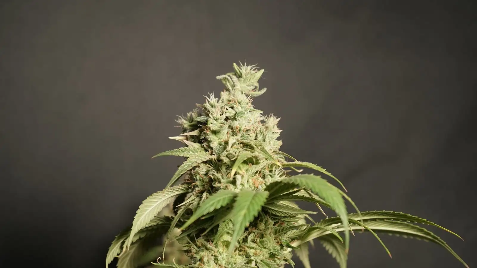 Variétés Haze : de Santa Cruz aux 4 fleurs CBD comparées