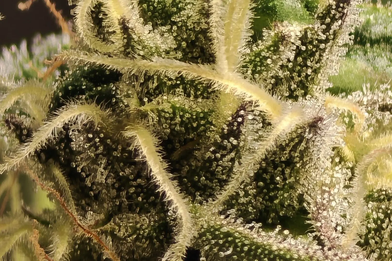 Macro d'une fleur de chanvre couverte de trichomes, les glandes à résine que le lavage à l'eau glacée détache et trie par taille
