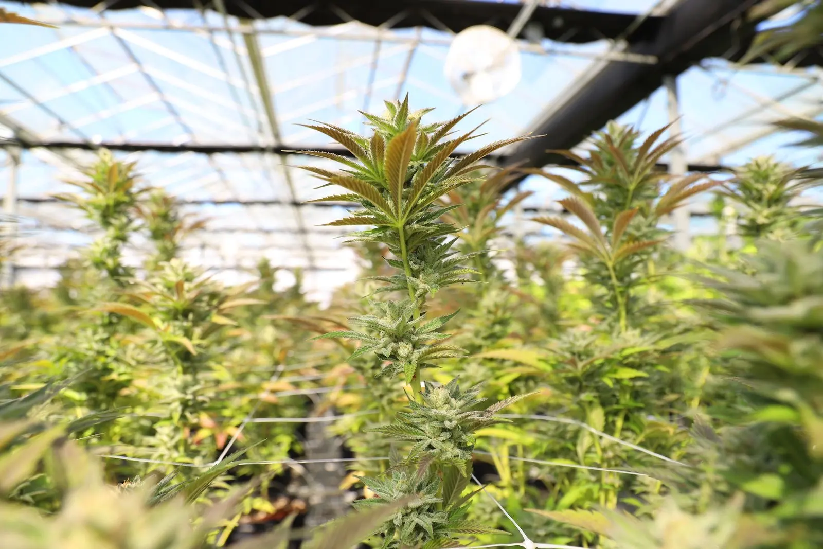Plants de cannabis en culture sous serre, feuillage dense sous une verrière