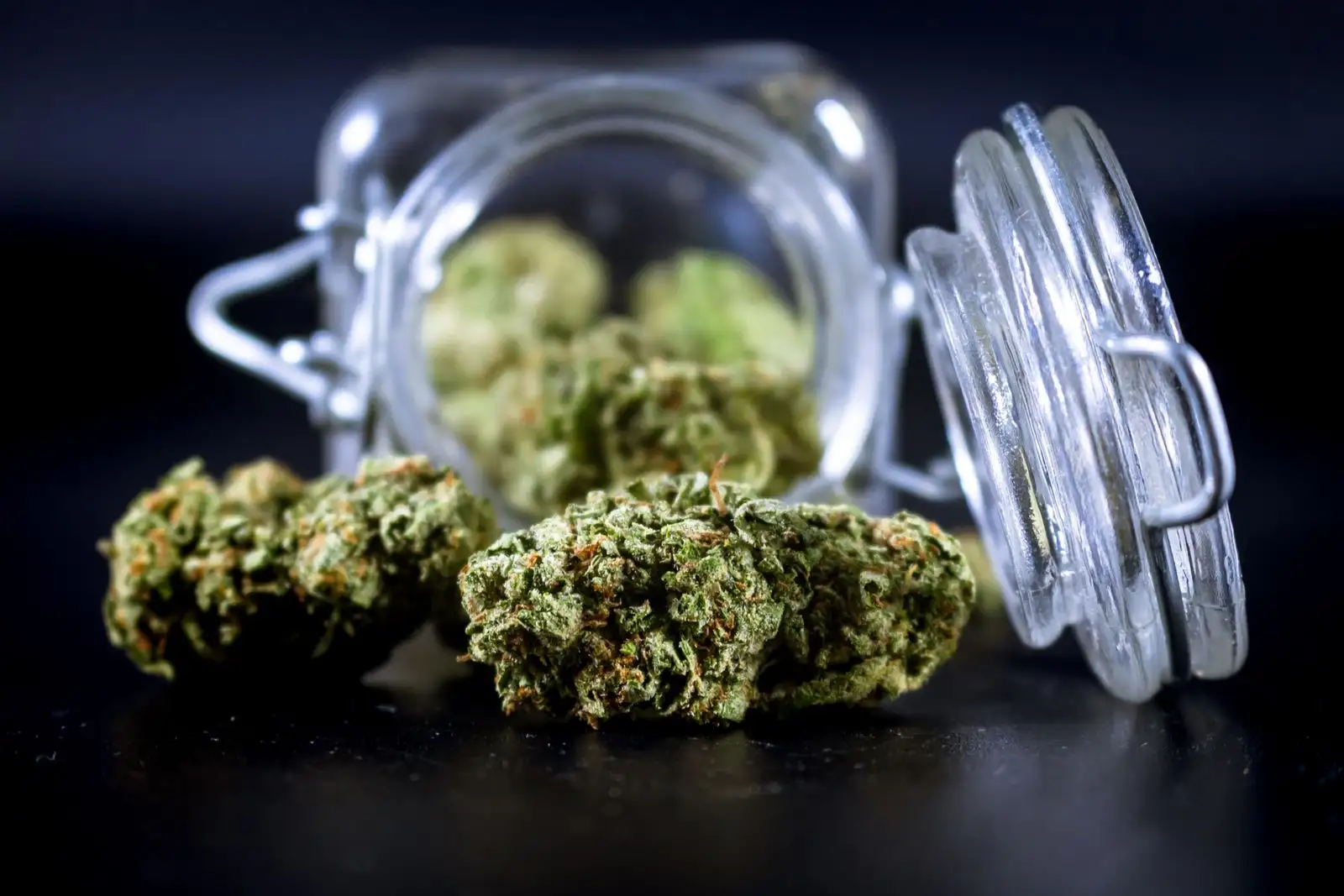 Kush CBD : 5 fleurs comparées, de 6,9 à 13,5 % de CBD