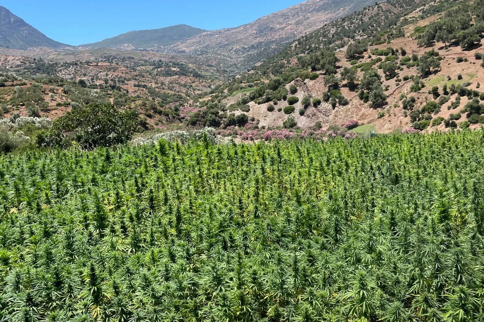 Champ de cannabis en plein air au pied de montagnes arides, sous un ciel bleu, le type de culture locale que recherche un strain hunter
