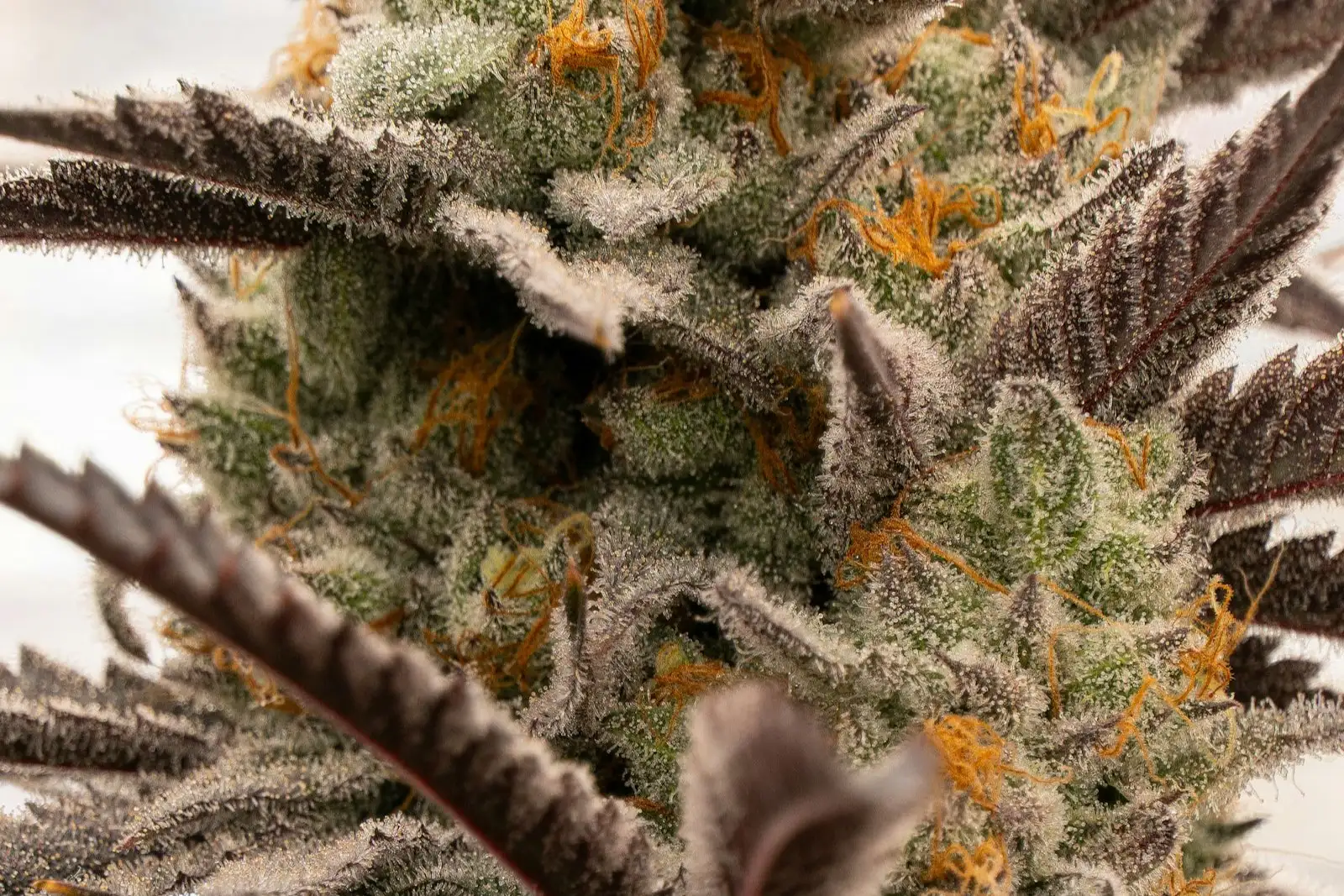Mango Kush CBD : d'où vient son parfum de mangue ?