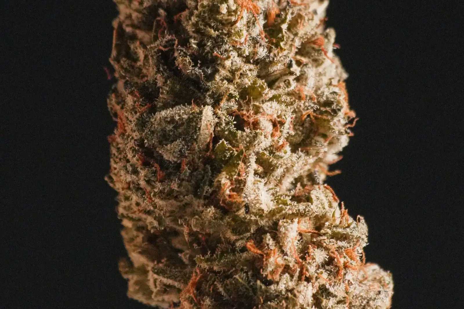 Orange Bud CBD : quels effets ? Le lot affiche 13,6 % de CBD