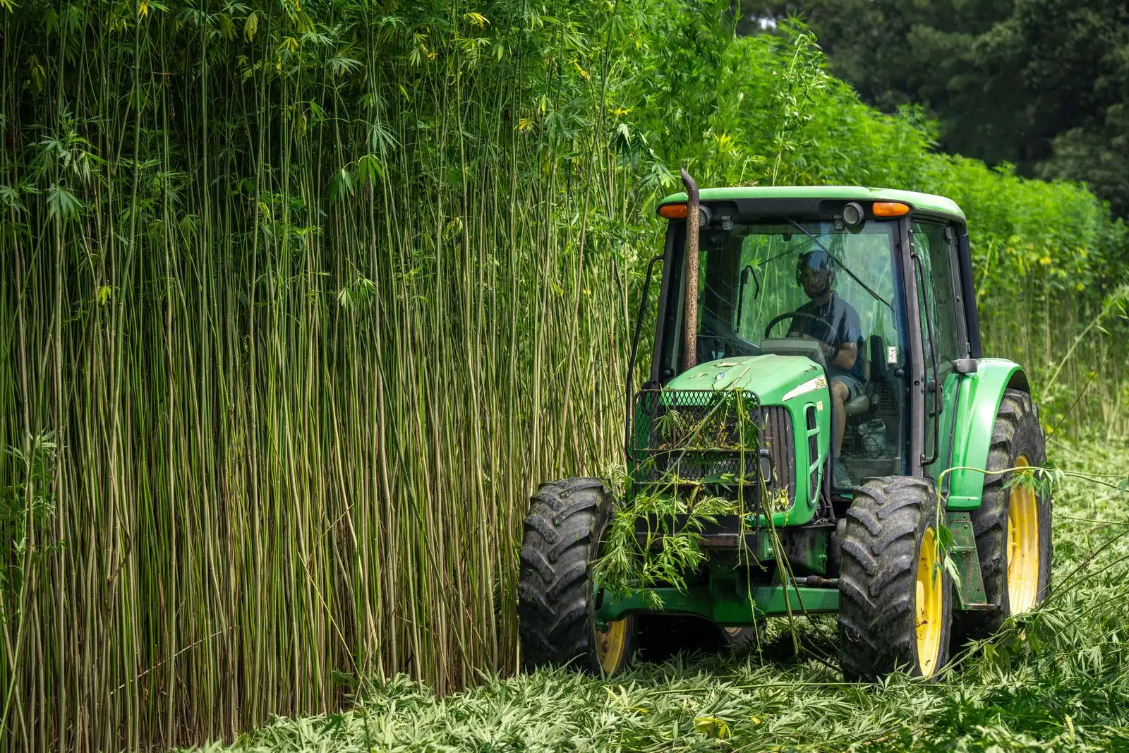 D'où vient le CBD ? Du trichome du chanvre au flacon