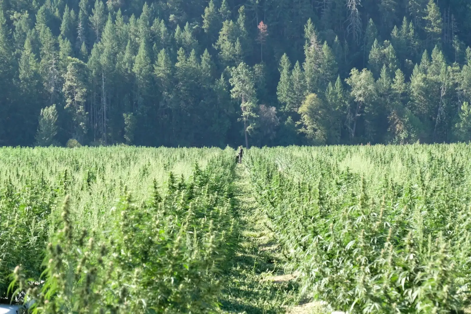 CBD légal en France en 2026 : ce qui reste en vente