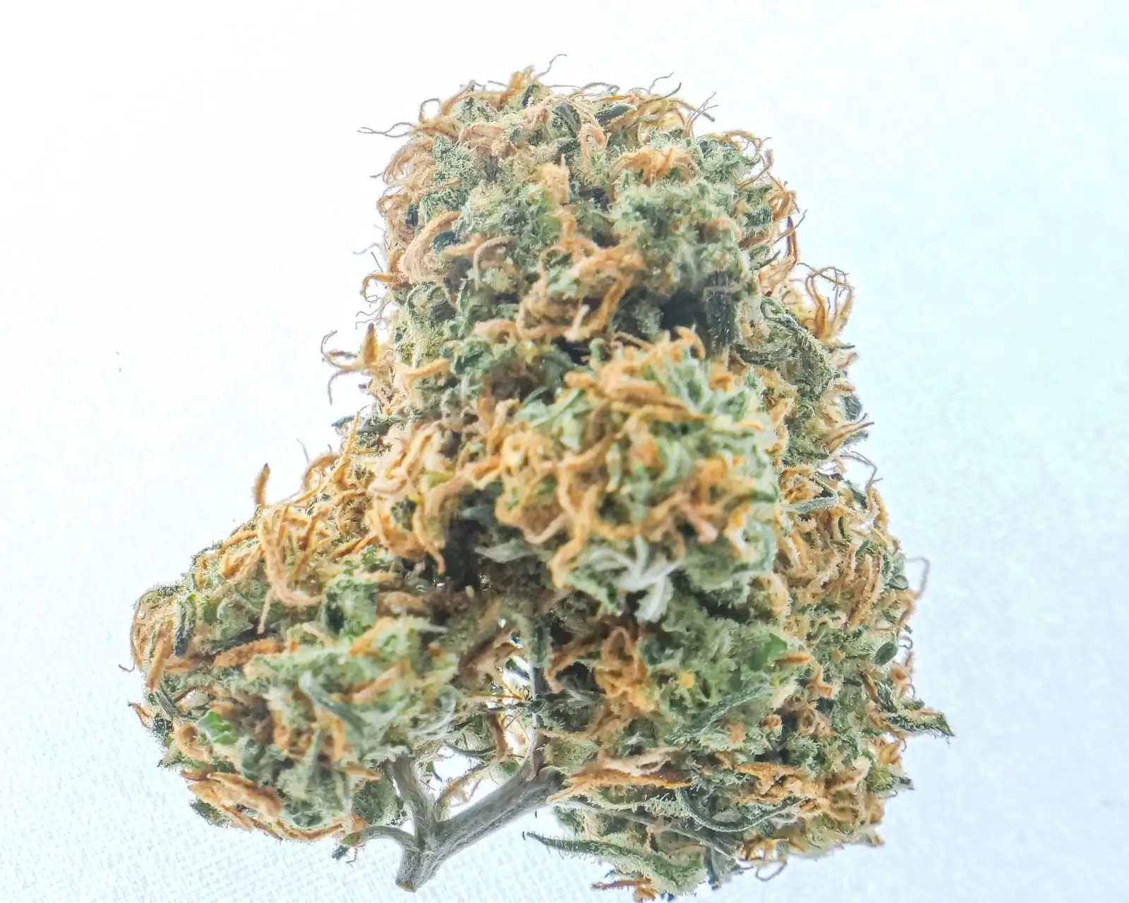 Résine CBD puissante : 14 hashs comparés, de 14,8 à 20,5 %