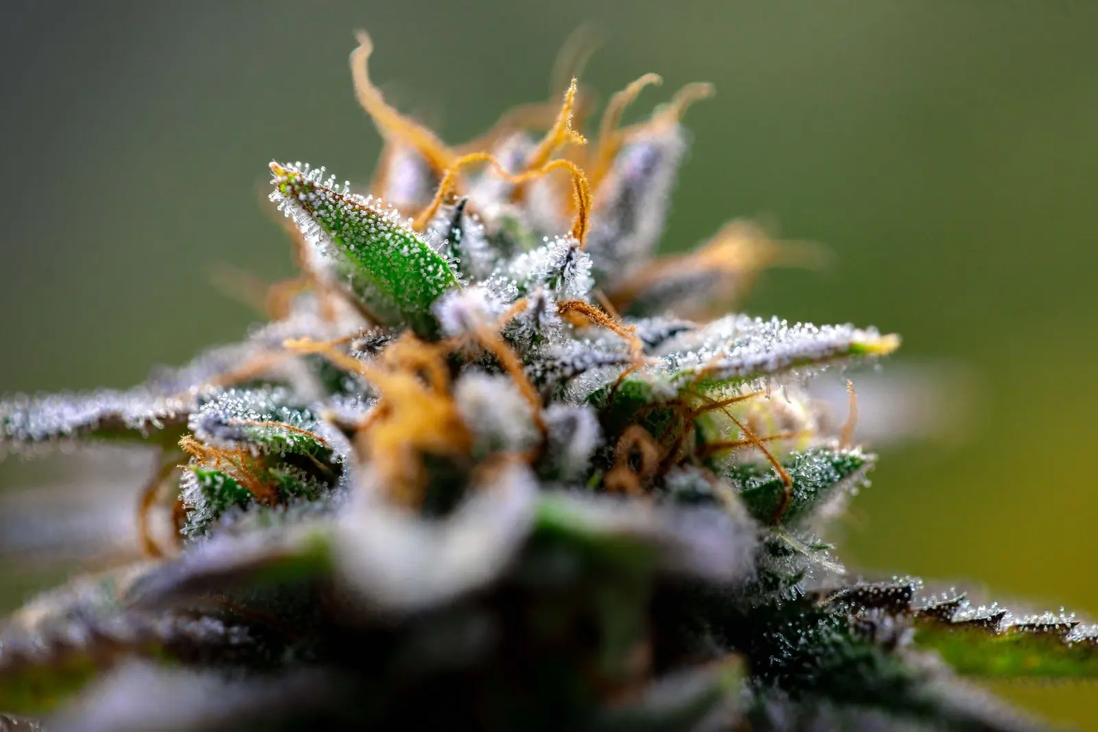 Tête de chanvre en macro, couverte de trichomes blancs, les glandes que le static hash sépare de la matière végétale