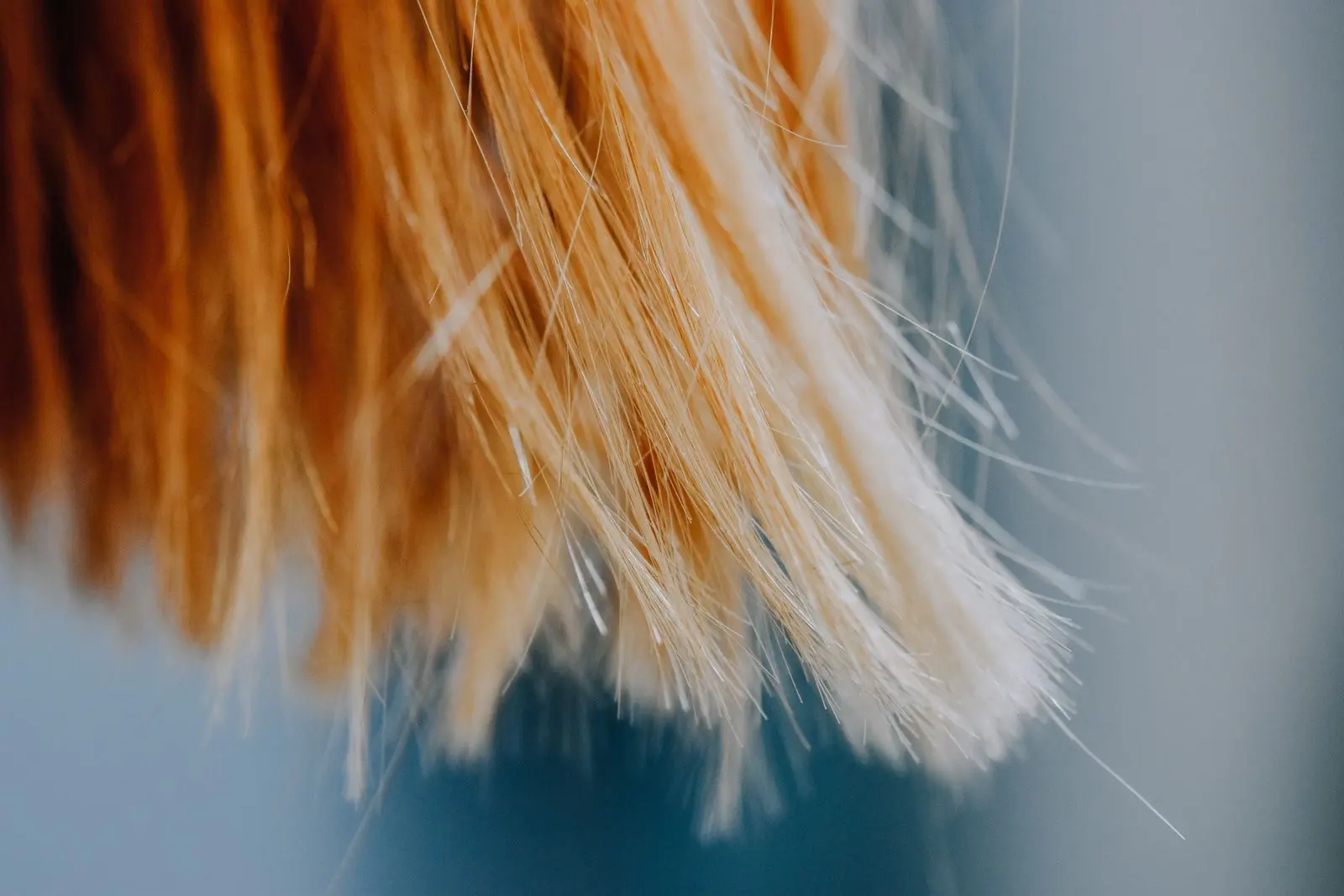 Pointes de cheveux blonds en gros plan, la matière qu'analyse un test capillaire