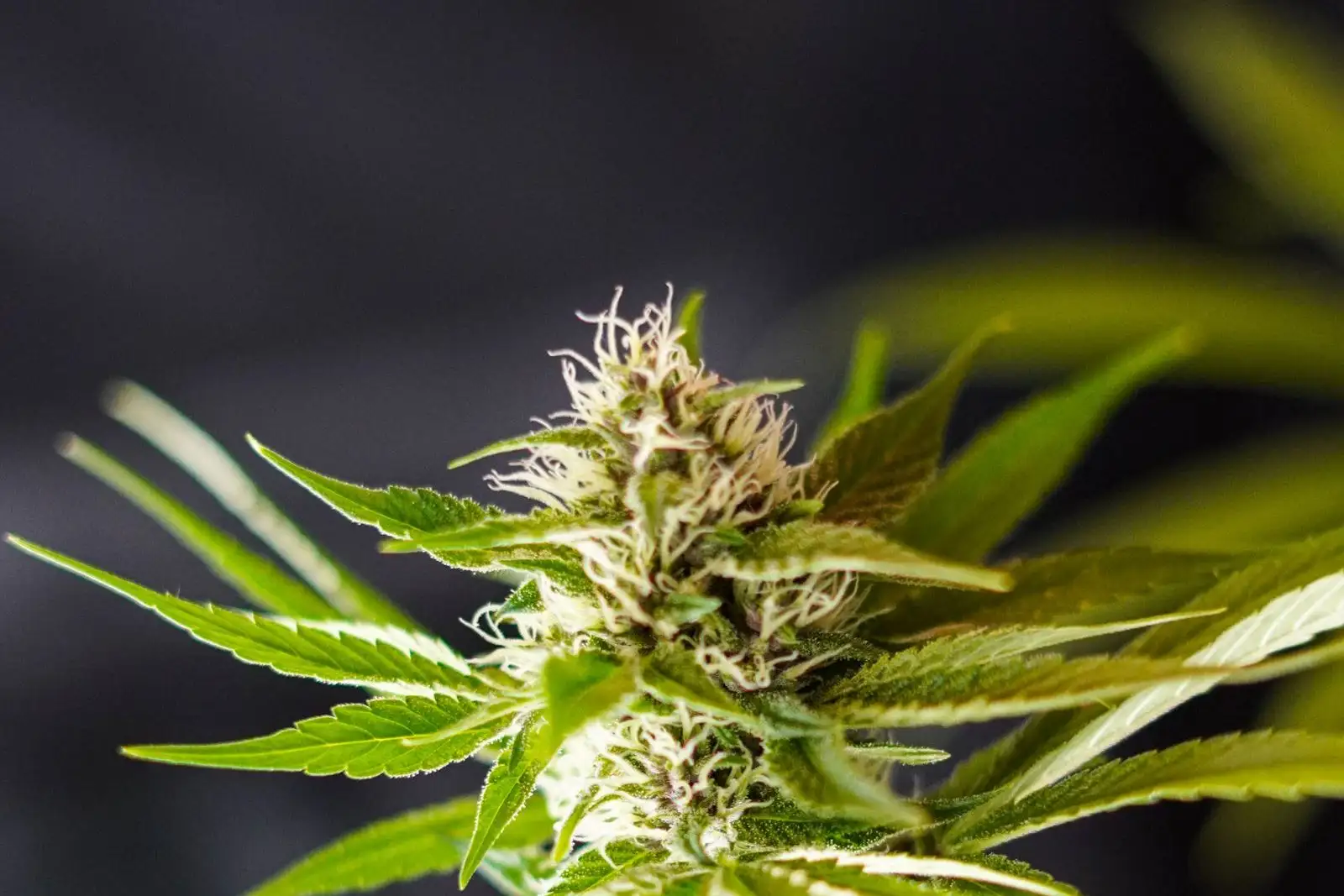 Amnesia Haze CBD : ce que dit le nom, ce que dit le lot