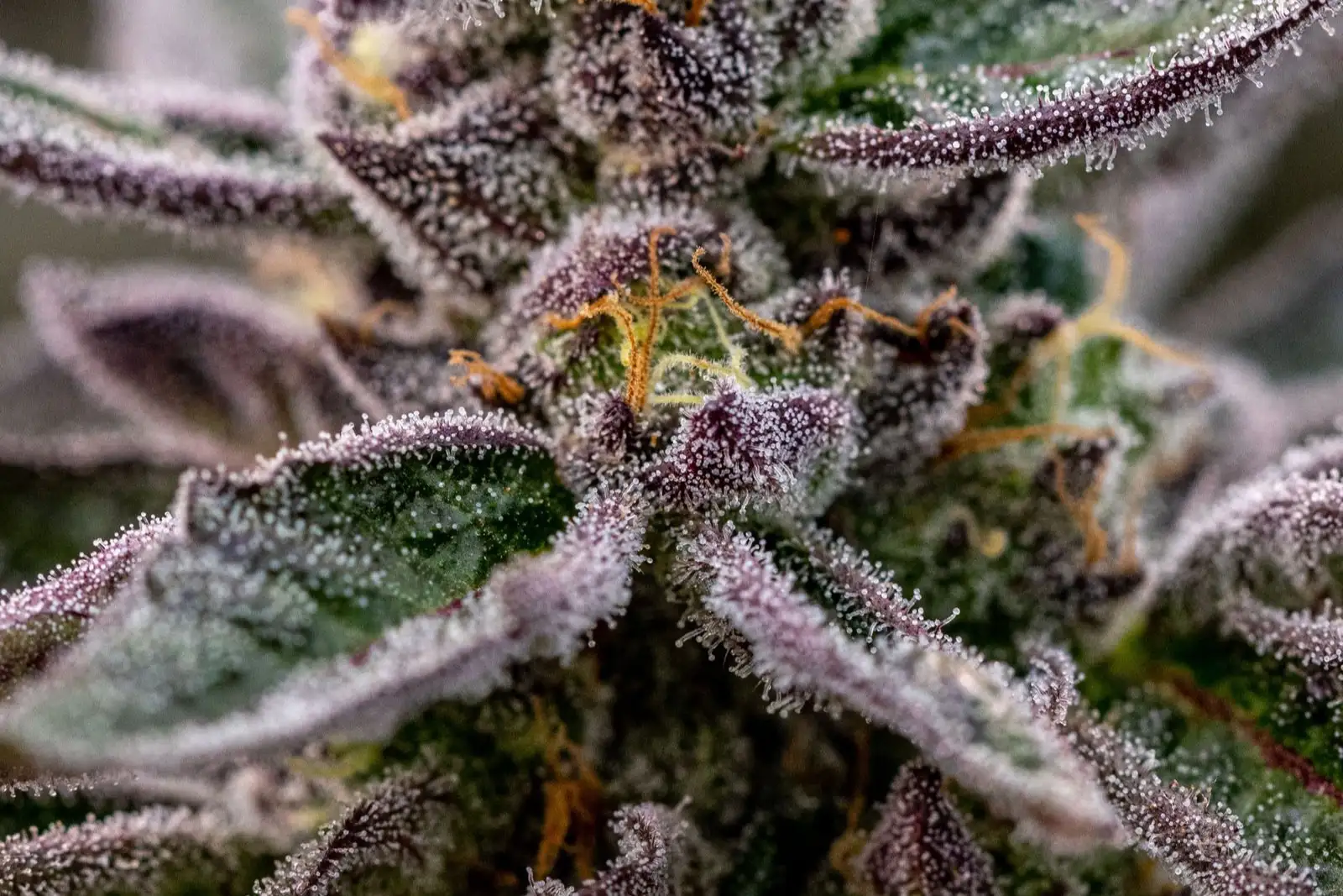 Gelato #33, #41 : histoire d'une variété de cannabis culte
