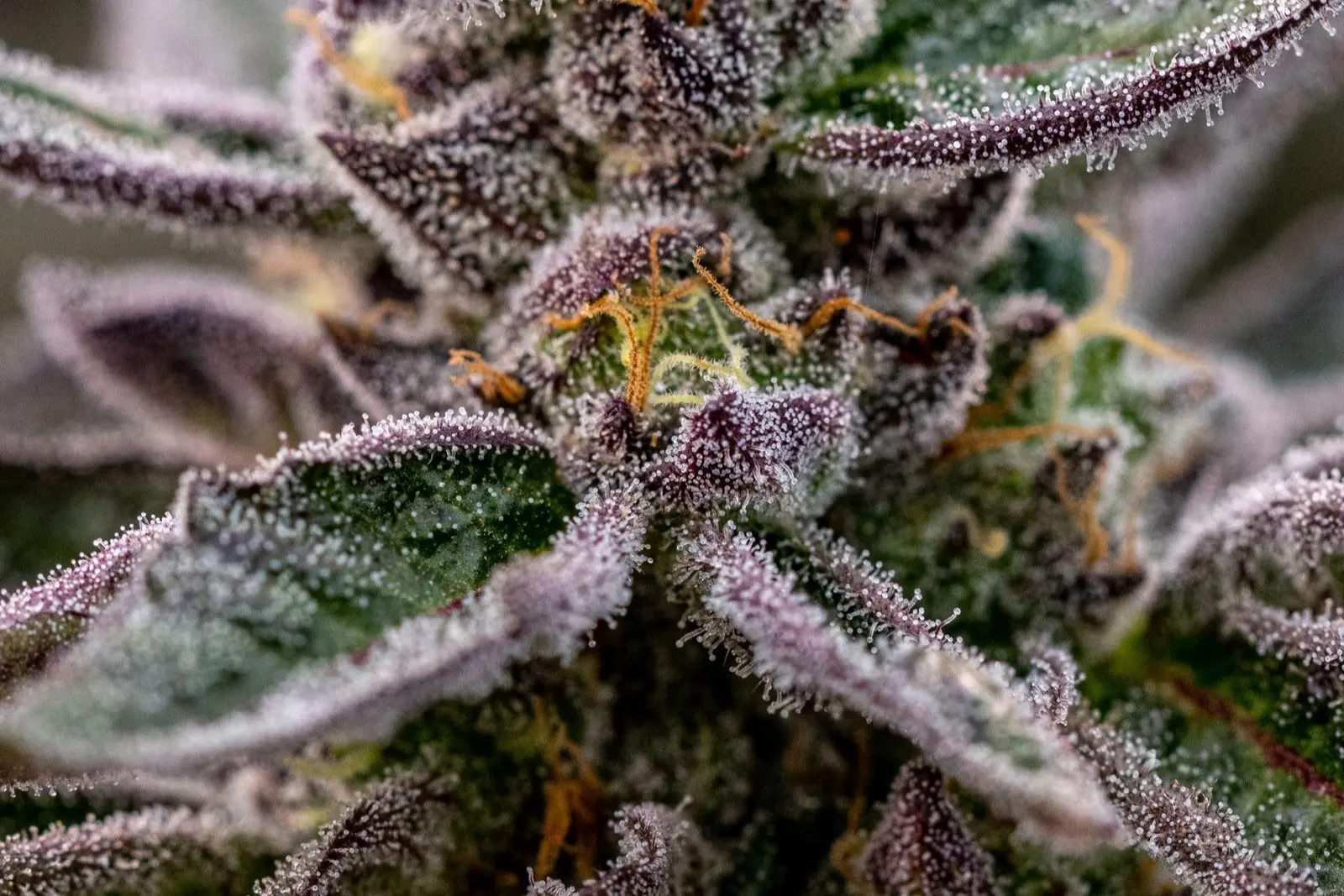 Tête de cannabis aux feuilles violacées en macro, couverte de trichomes givrés, le profil coloré des variétés de la lignée Gelato