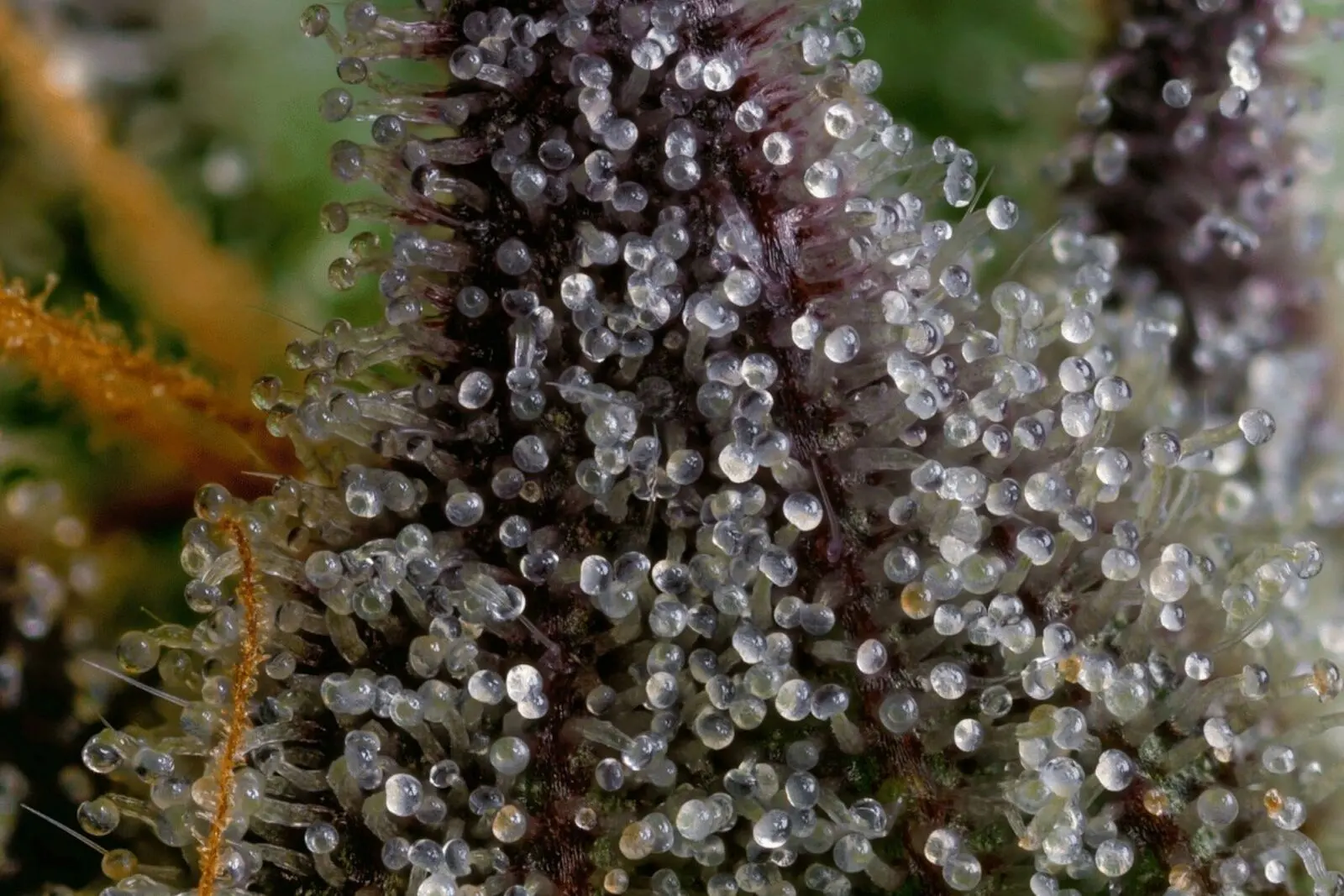 Macro d'une fleur de cannabis couverte de trichomes capités pédonculés, chaque tige portant une tête de résine translucide
