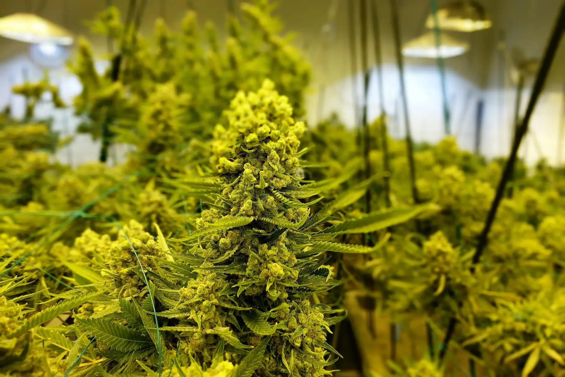 AK-47 : variété de 1992, origine du nom et fleurs CBD