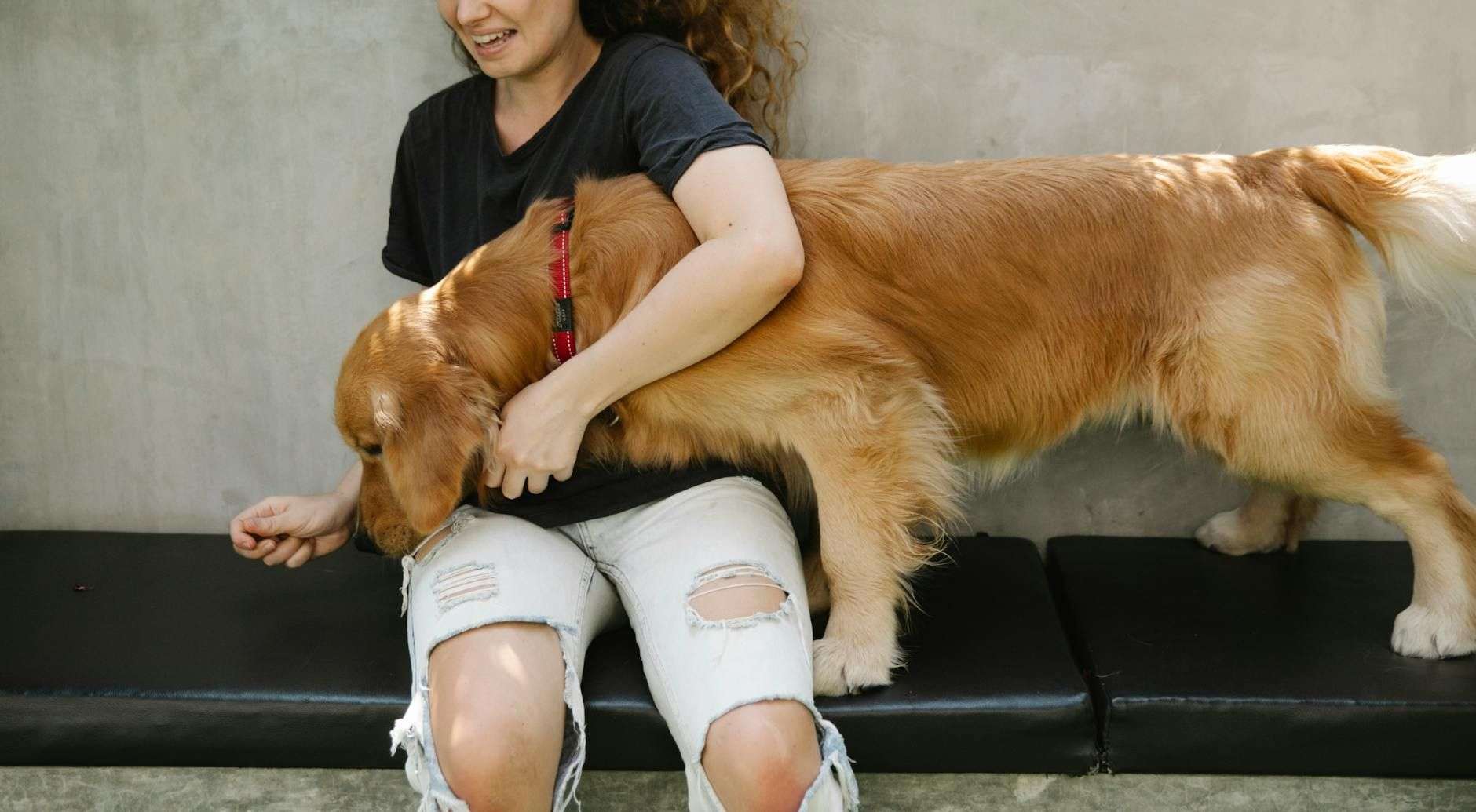 Bien-être du chien : ce que le cadre vétérinaire français permet