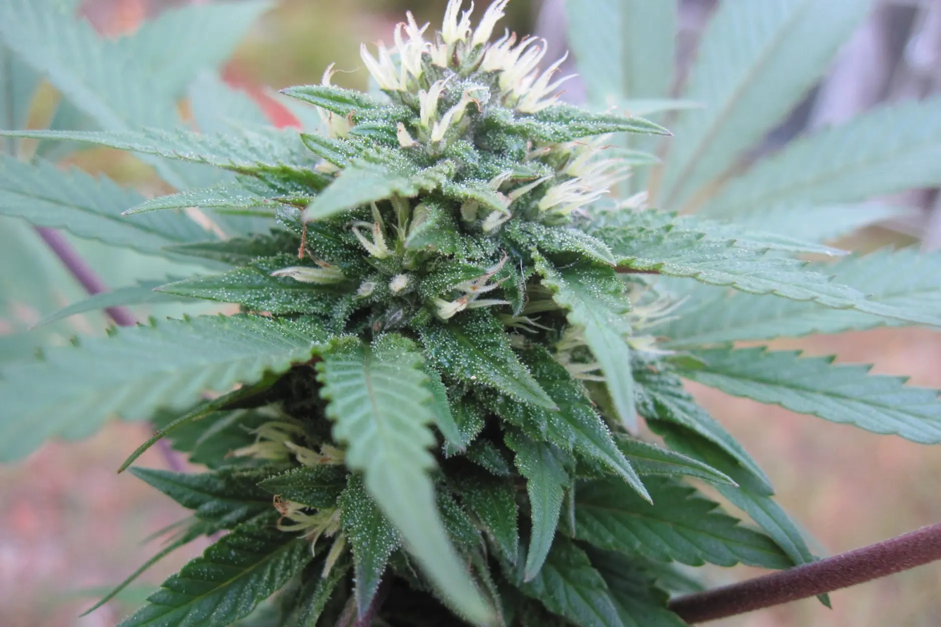 Sommité fleurie d'un plant de cannabis entourée de feuilles ; photo d'illustration.