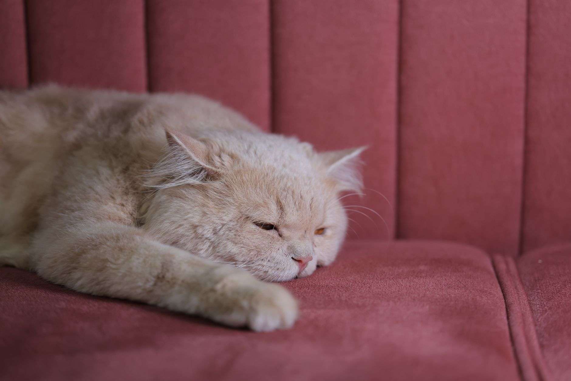 CBD pour chat : précautions, dosage et cadre en France